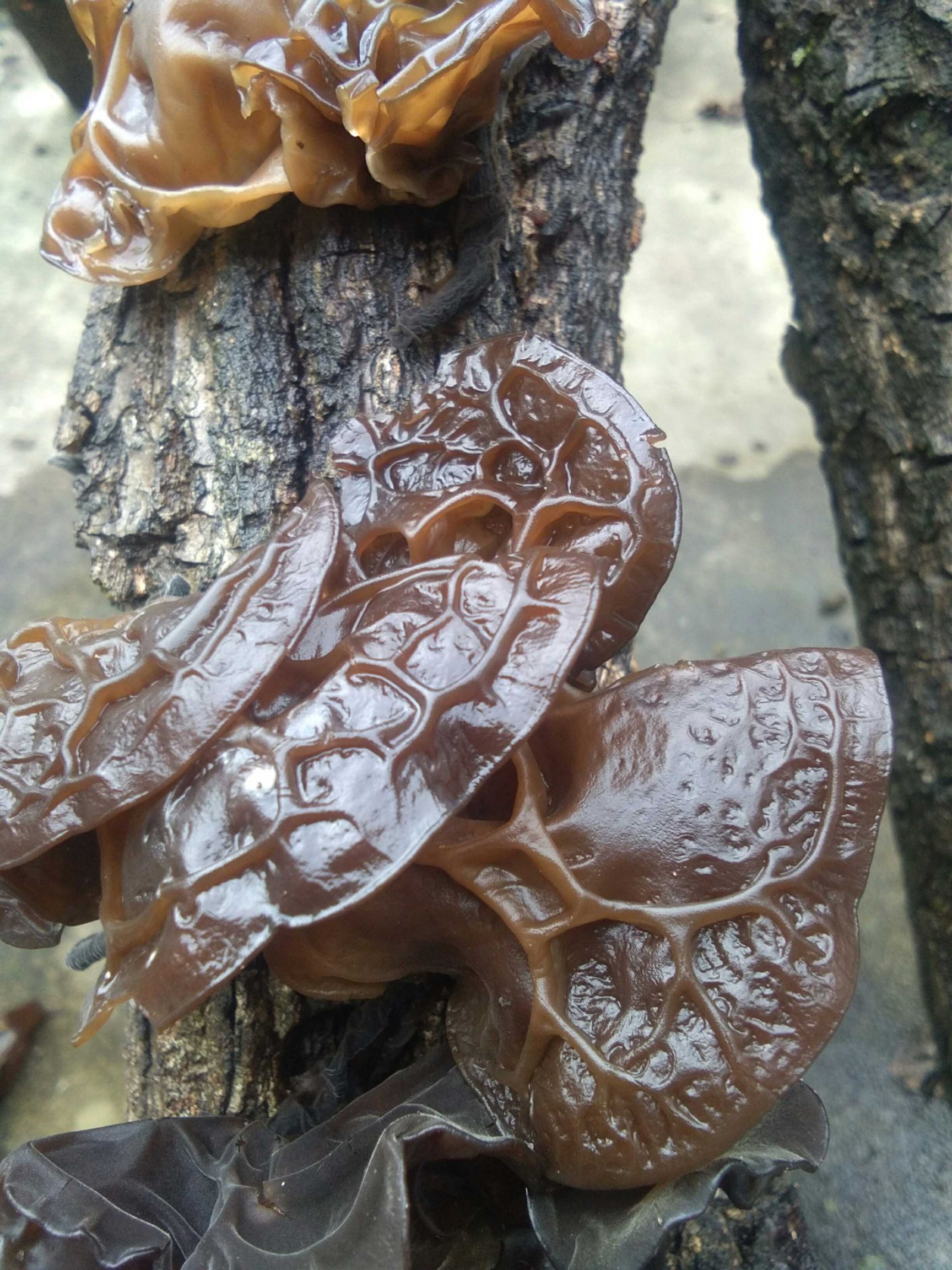 柞水地处秦岭被称为南北分水岭,这里气侯温润,生长的椴木木耳味道鲜美