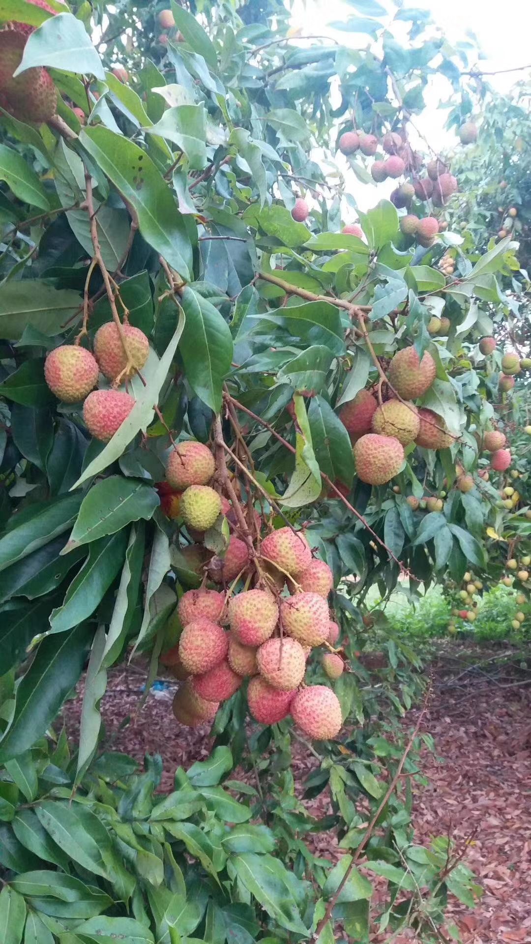 妃子笑荔枝 灵山妃子笑,现摘现卖,脆甜爽口,5斤起批,部分地区包邮