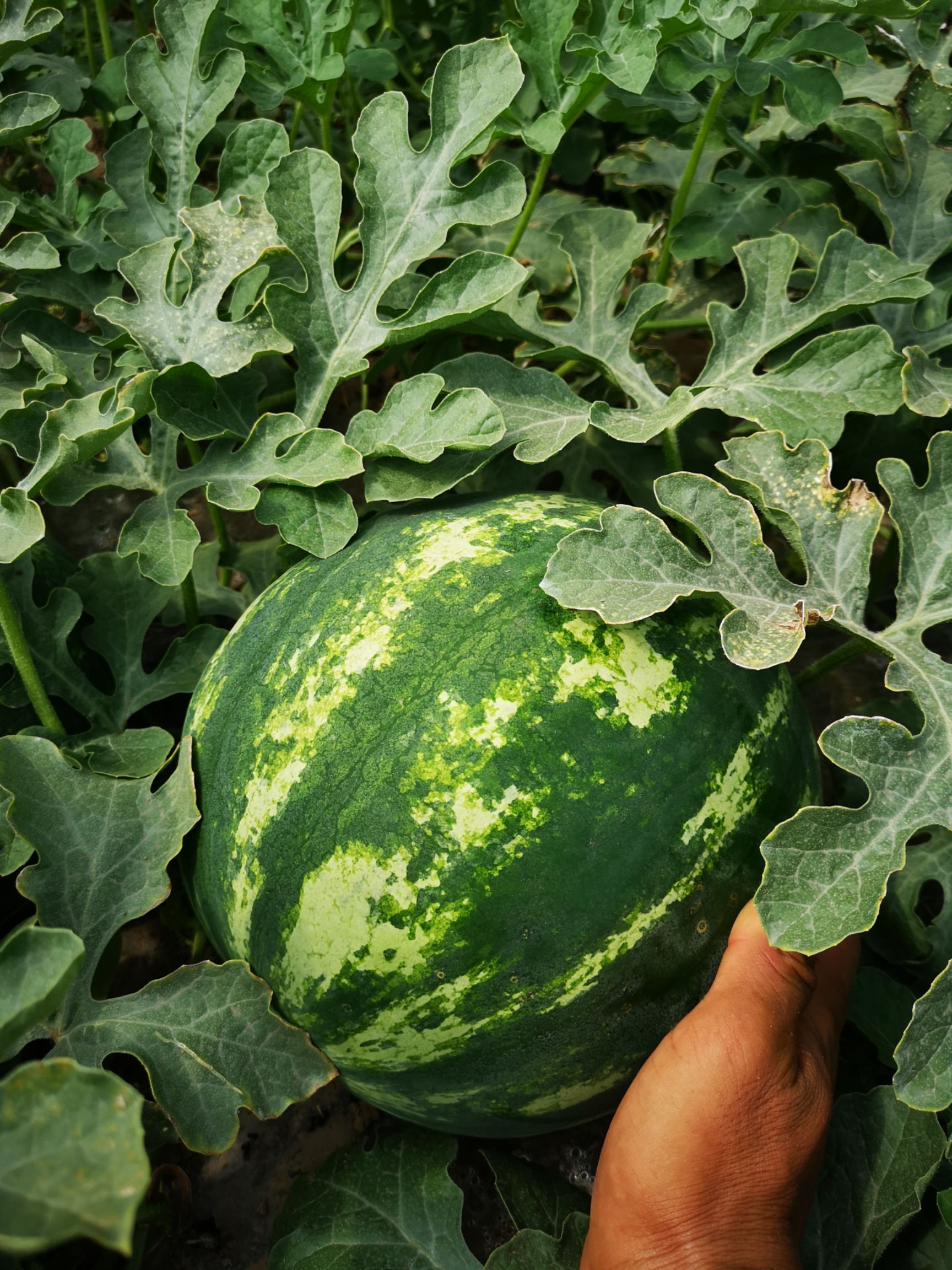 宁夏西瓜 大田头茬金城,黑牡丹