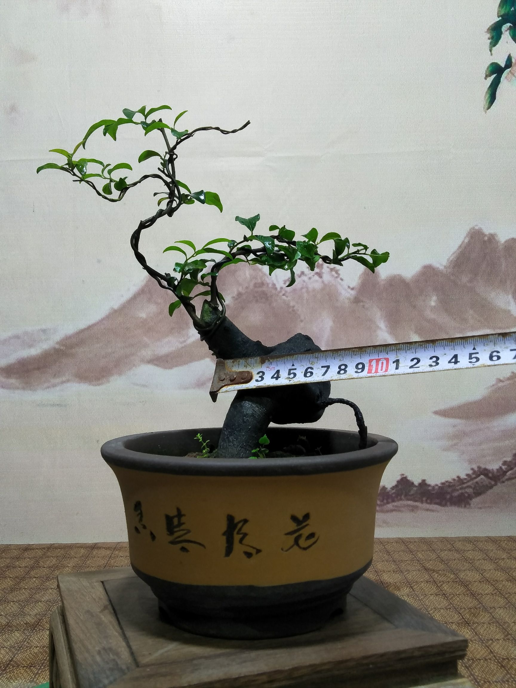 金弹子 金弹盆景,全皮坨坨桩