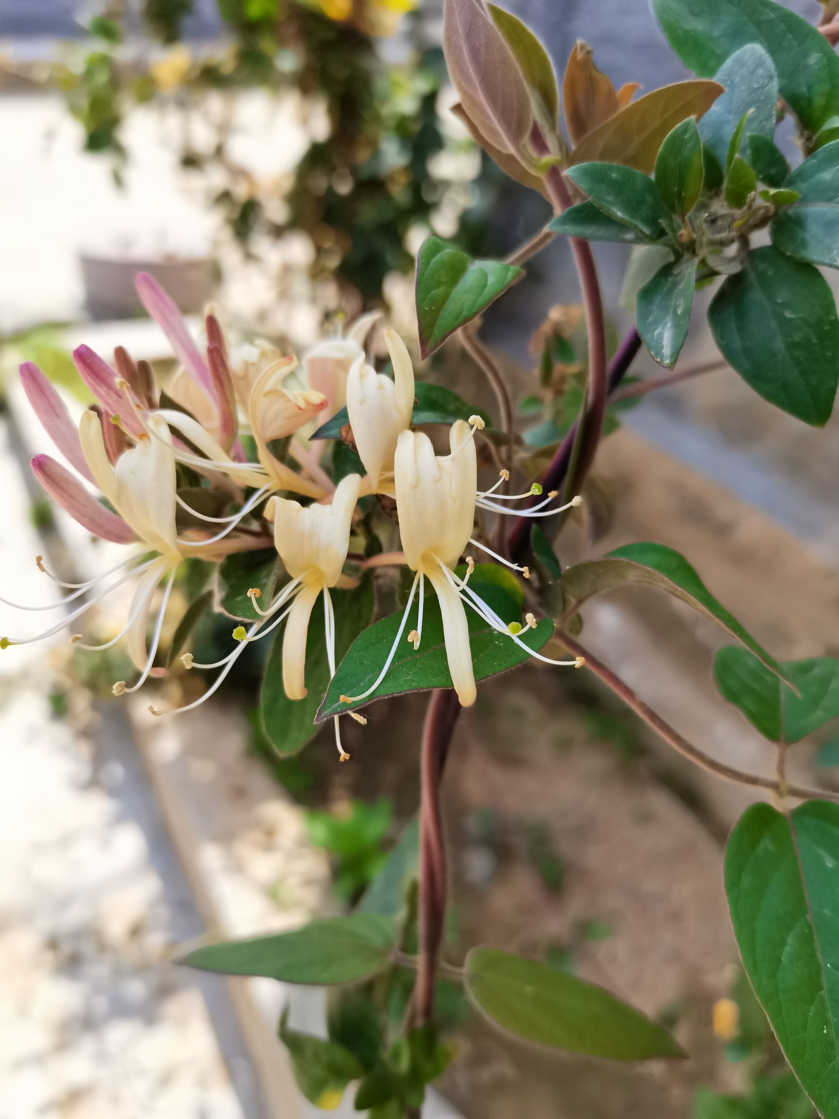 北花一号金银花苗药用四季金银花苗绿化用苗四季爬藤树形金银花