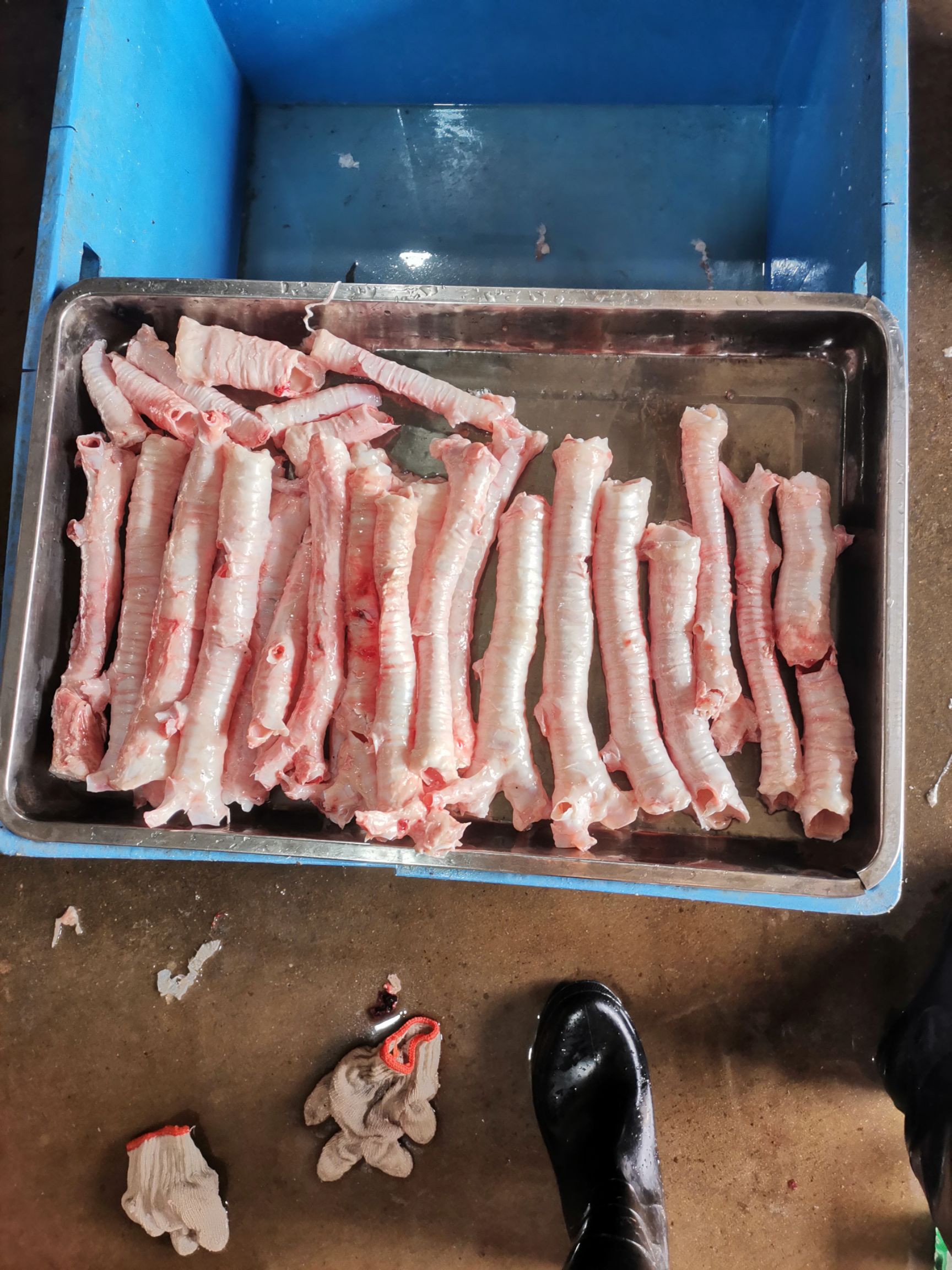 猪食管 猪气管,猪气管,猪气管关于猪身上一切都有,可以咨询可以咨询