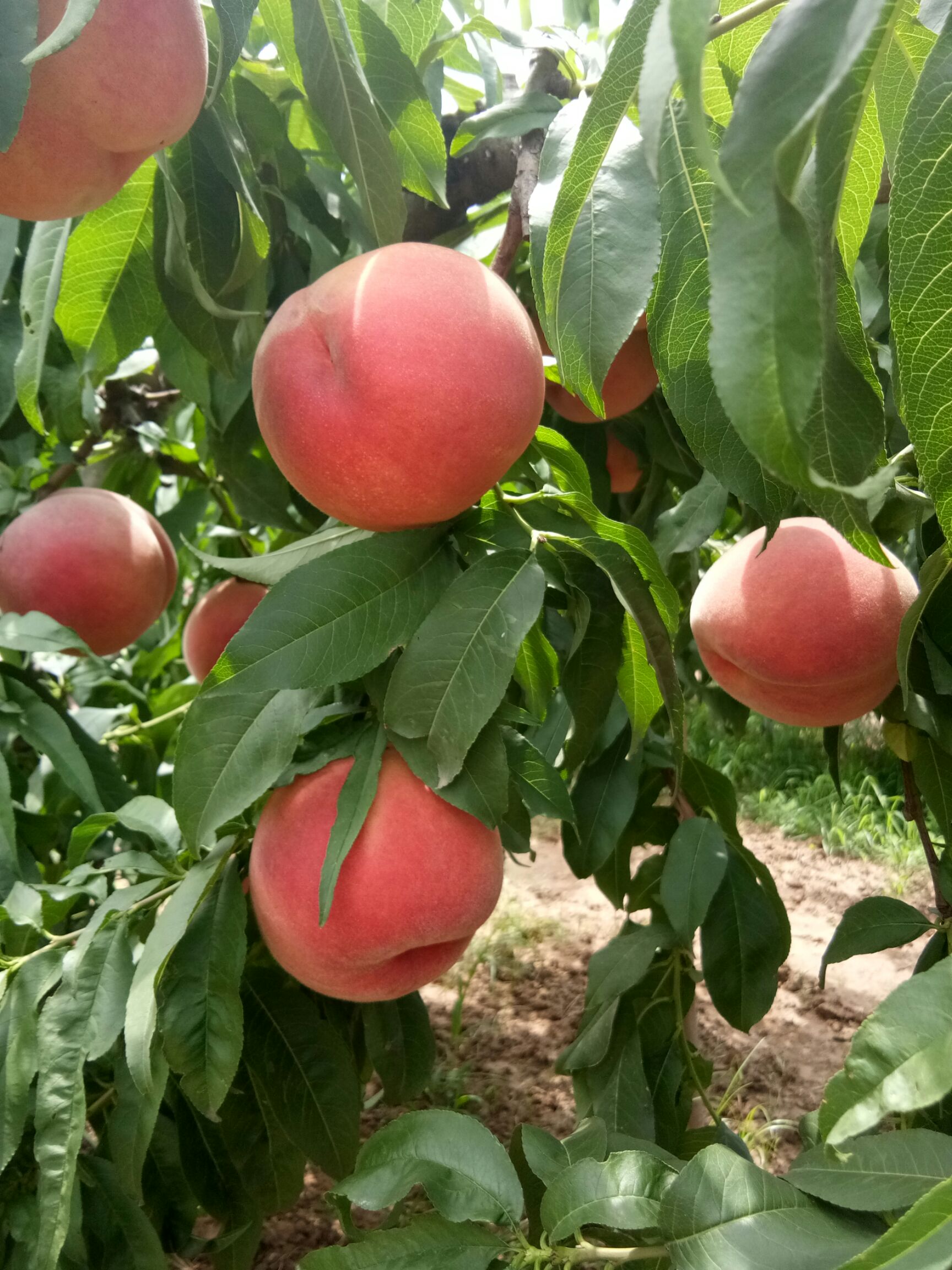 优质毛桃郑三,春美,中桃5号,6月中旬陆续上市