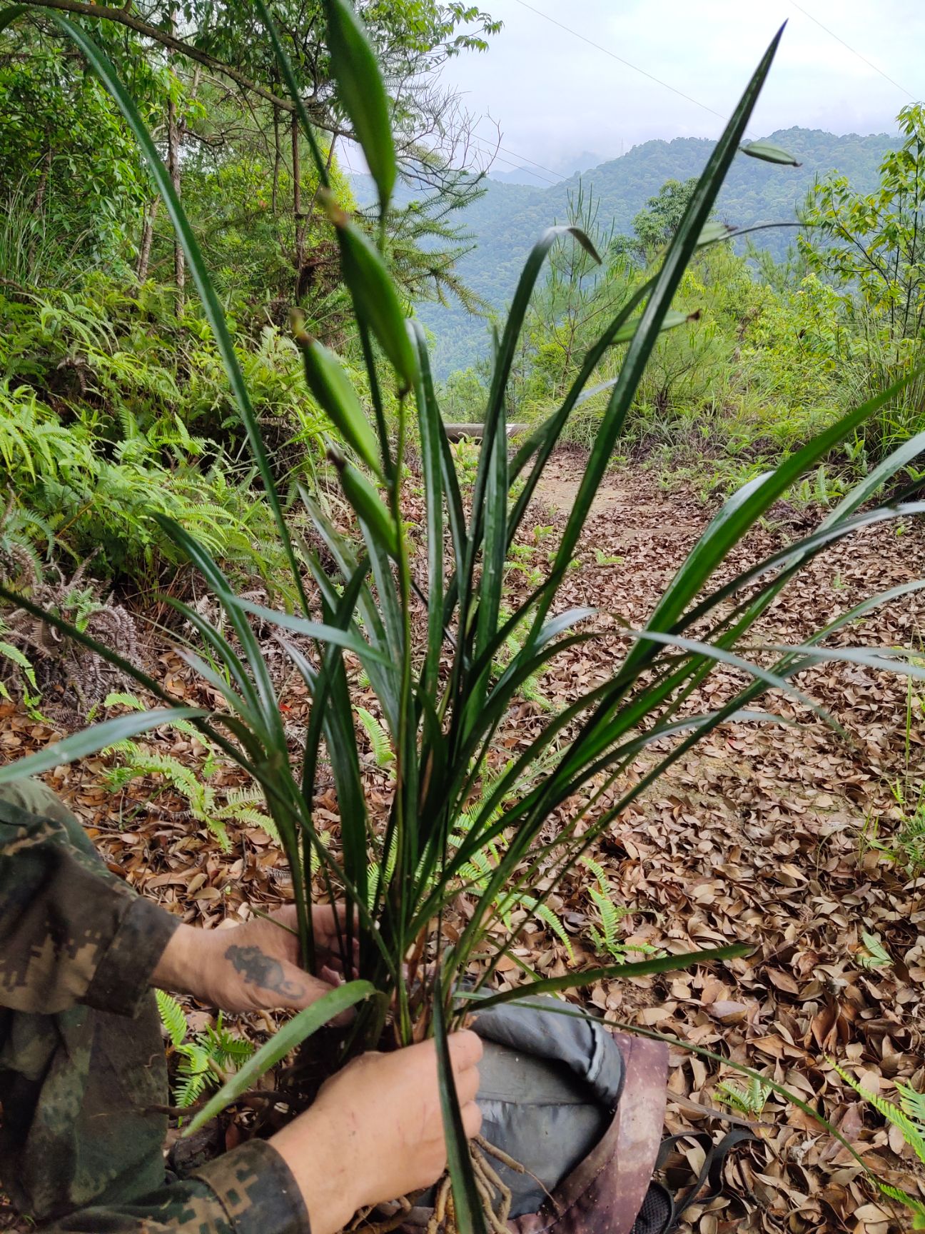 下山兰 兰花株型高大飘逸