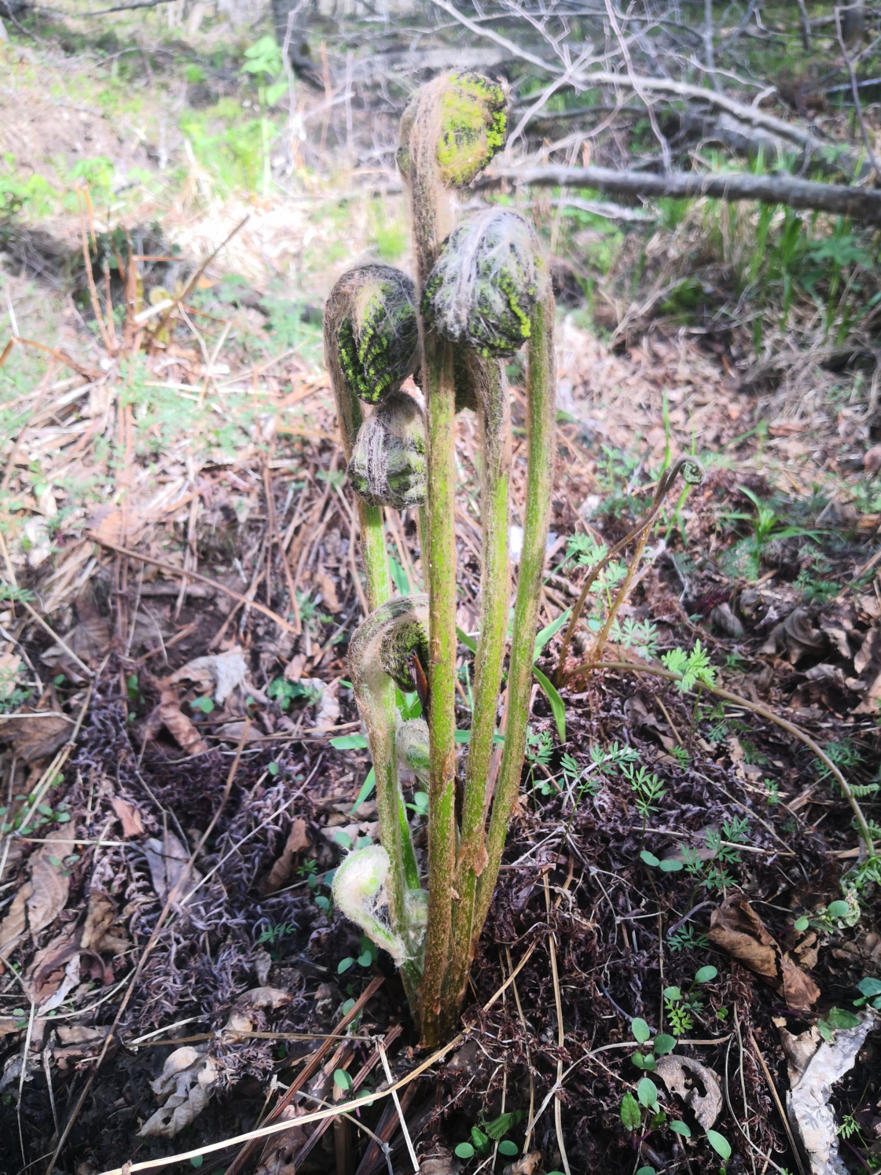 [山野菜批发]山菜 微菜牛毛广产自东北大山价格80元