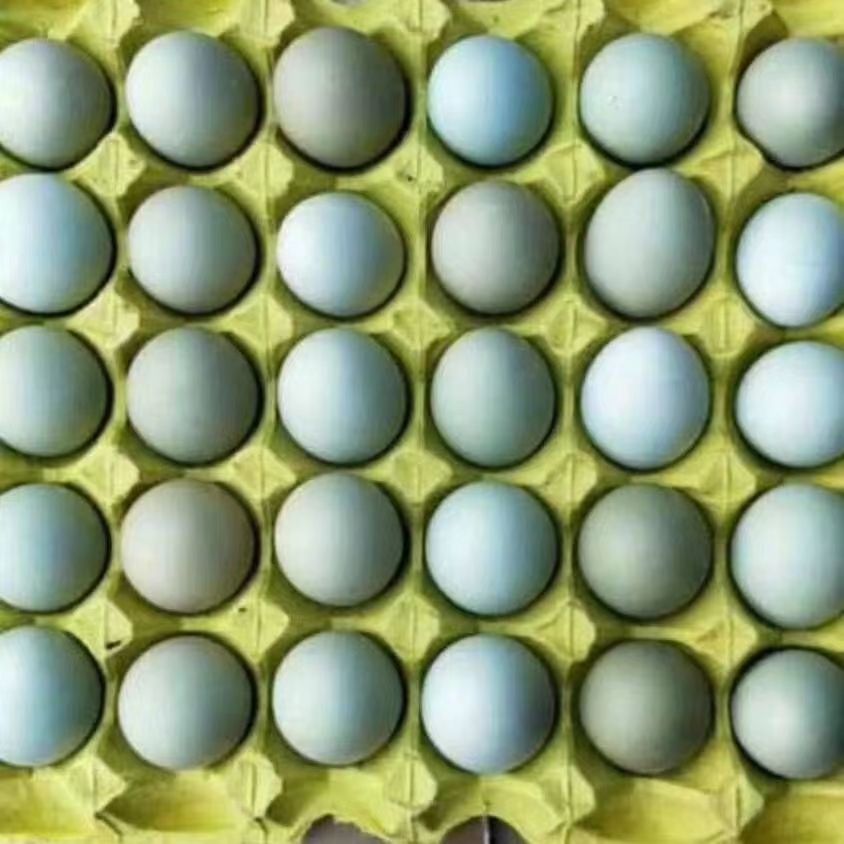 绿壳蛋 信扬黑土鸡蛋360个净34.36斤鸡场直销,湖北武