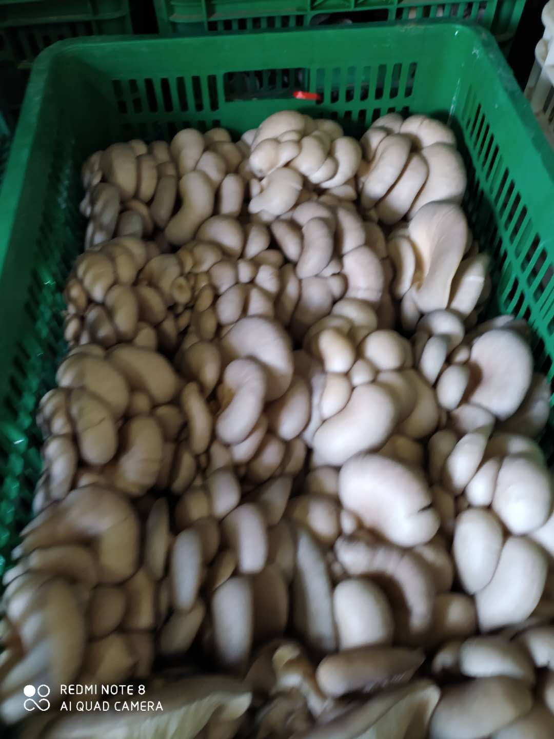 平菇头茬菇