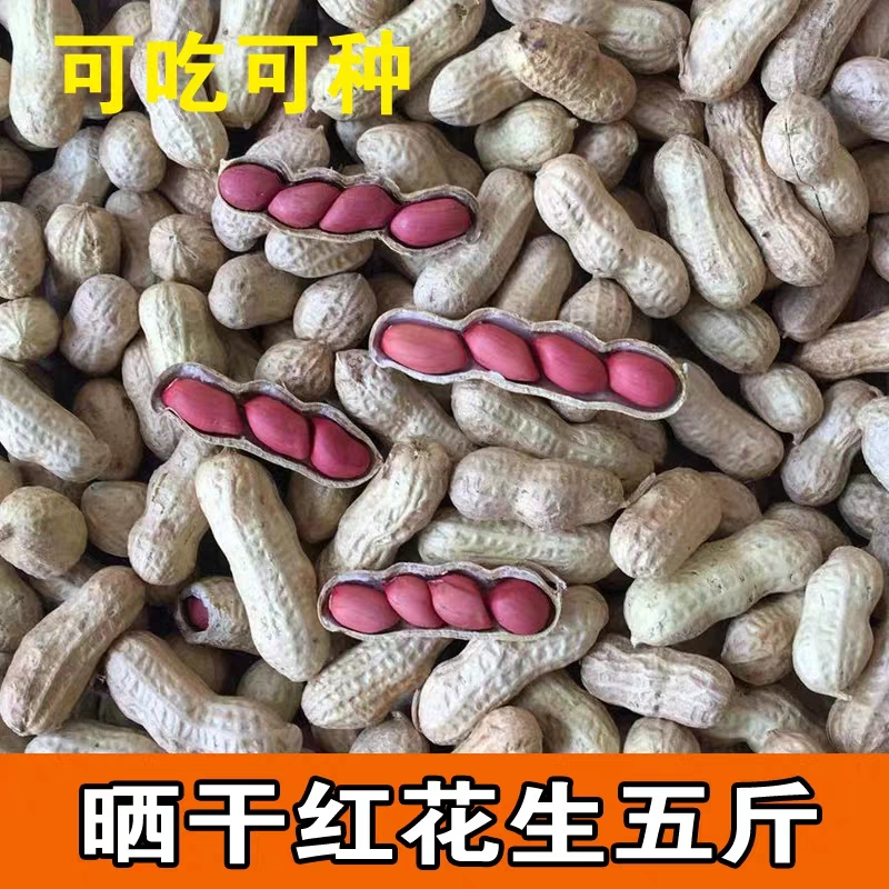 益花1号花生种子 山东大粒红皮大花生薄皮红衣日晒干生的带壳新高产5
