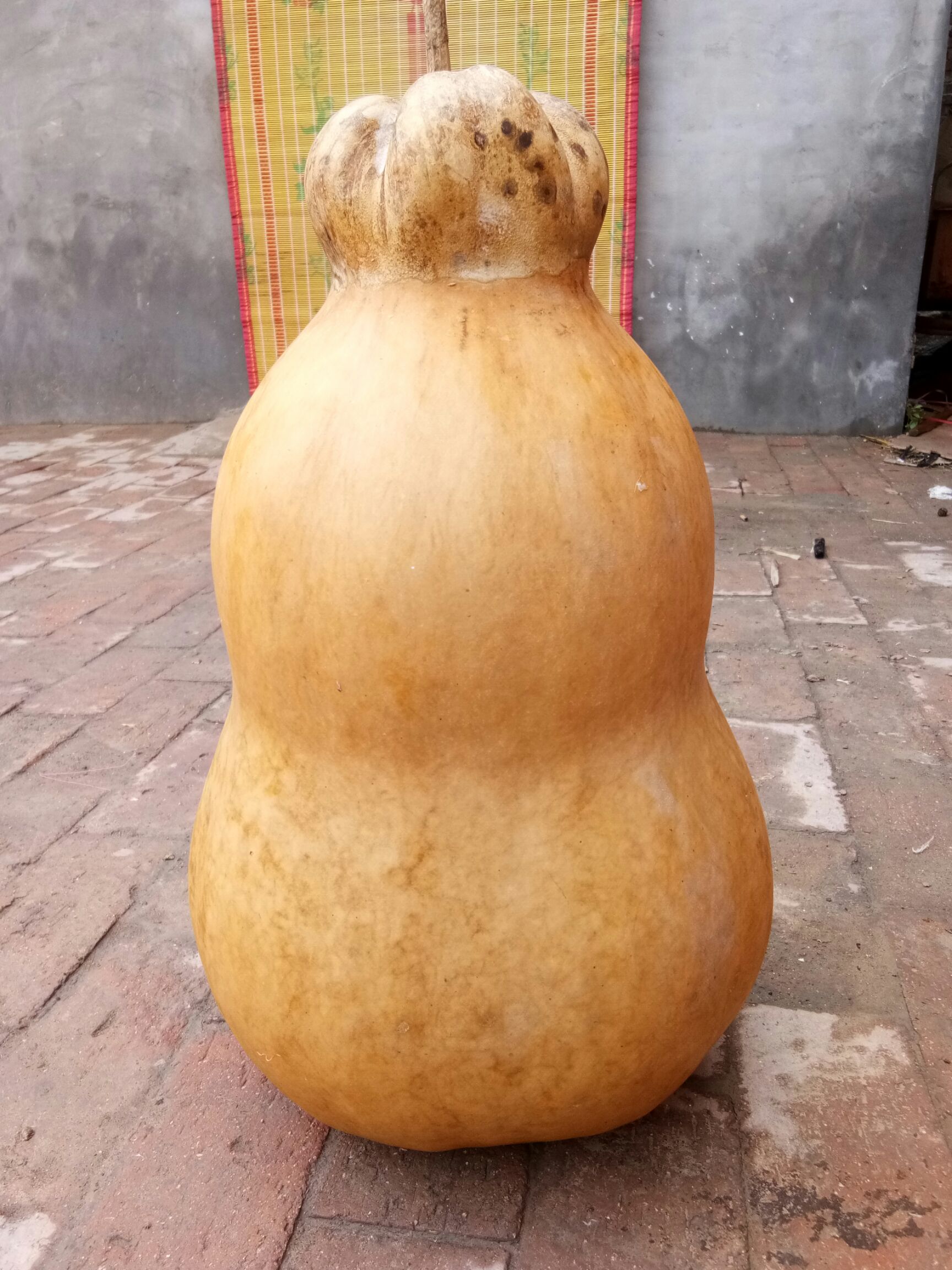 莲花座 莲花头高度54,下肚直径34,大厚皮,血丝葫芦稳坐