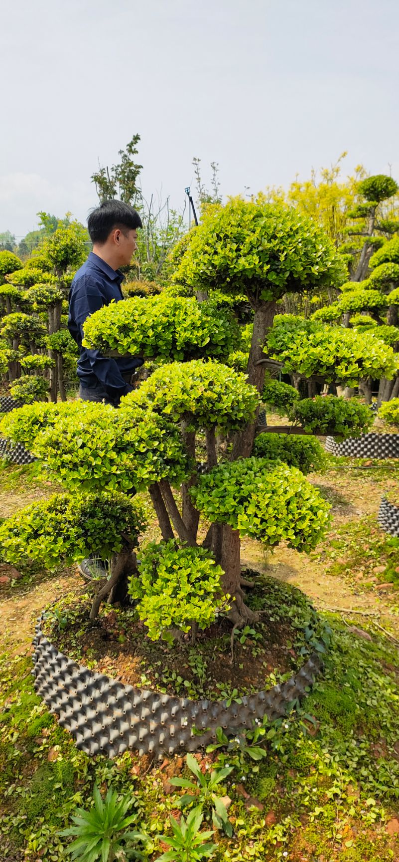 湖南浏阳市赤楠下山桩 造型赤楠桩景大量供应