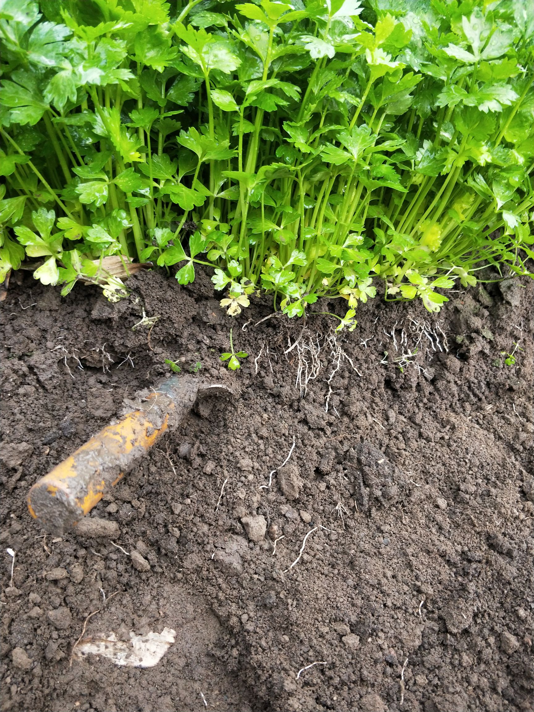 [芹菜苗批发]芹菜苗 各种蔬菜苗价格0.4元/株 - 惠农网