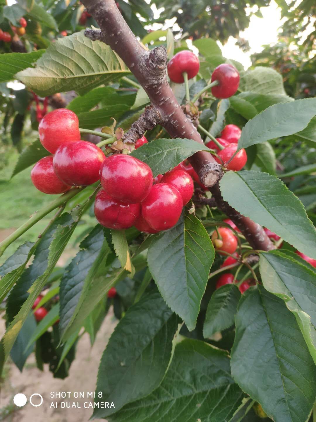 烟台大樱桃,岱红