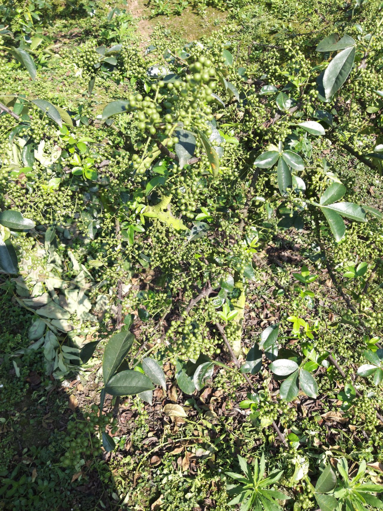 江津九叶青新鲜花椒