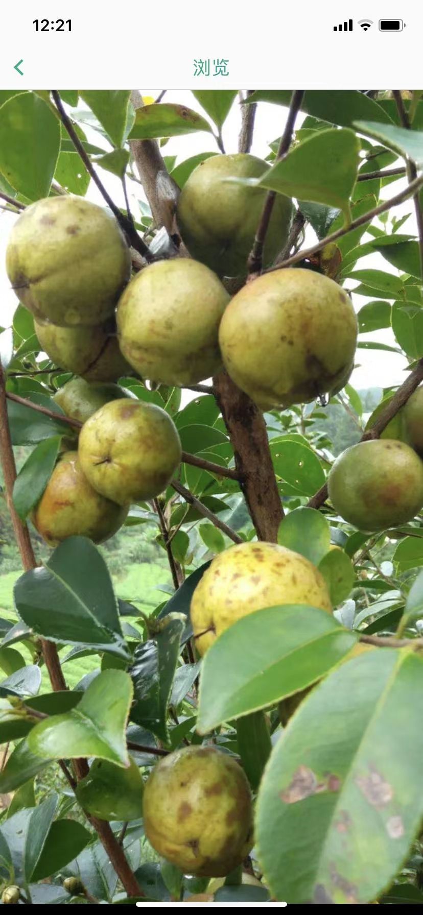 油茶树苗山茶油高产嫁接茶子树南方种植山茶籽茶油树茶树苗