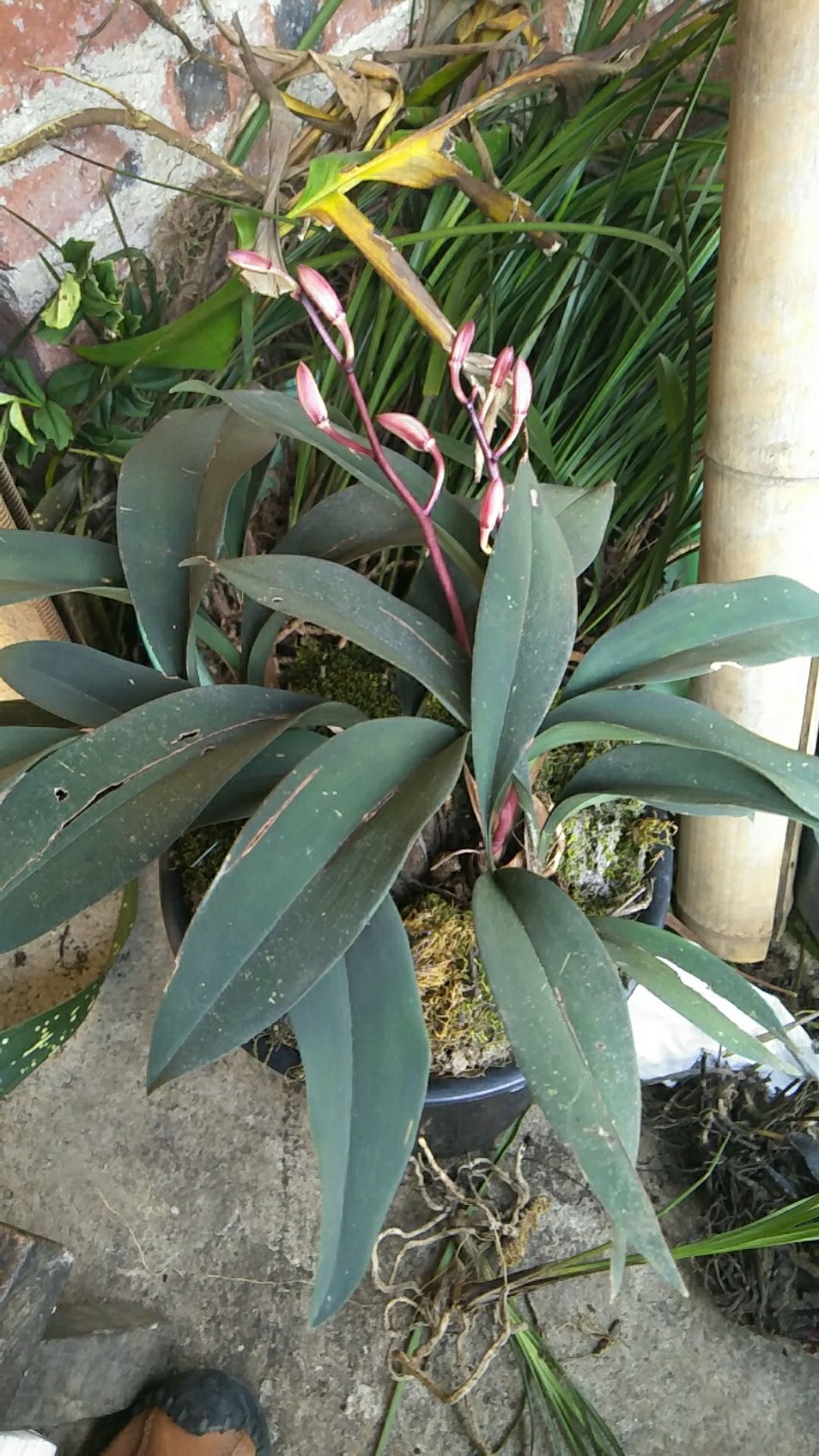 供应大厅  苗木花草  兰花  兔耳兰,两个品种,,磨砂兔耳 价格 20.