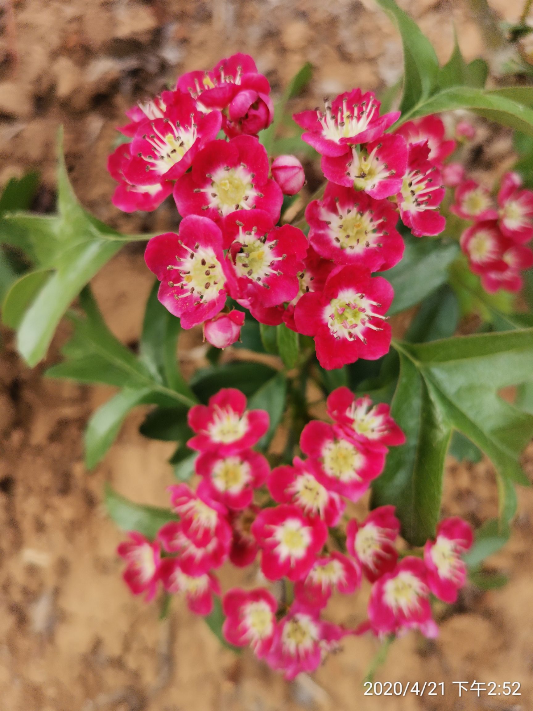 山里红山楂树苗 红花山楂色泽艳丽