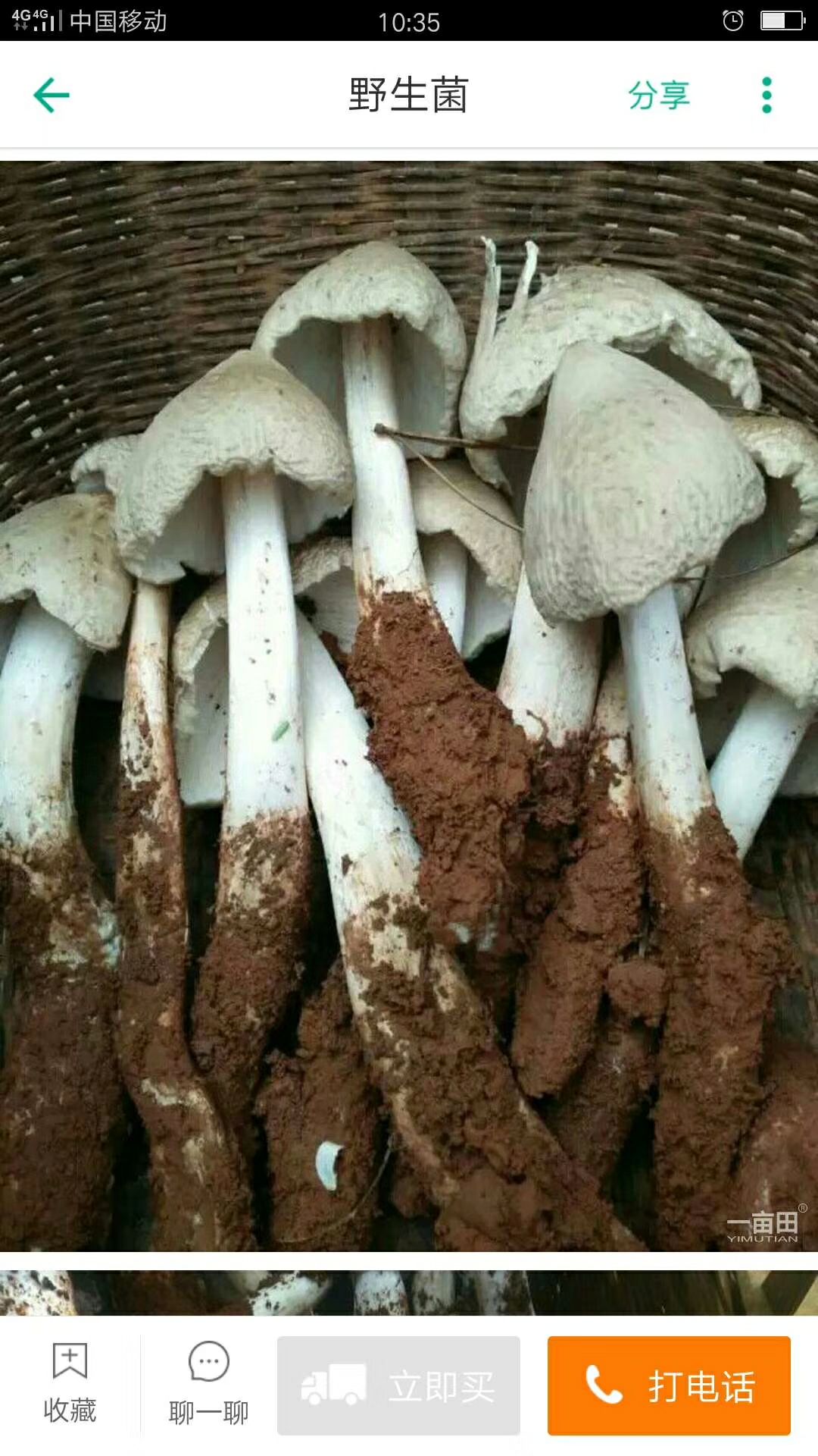 松树菌 山货来了