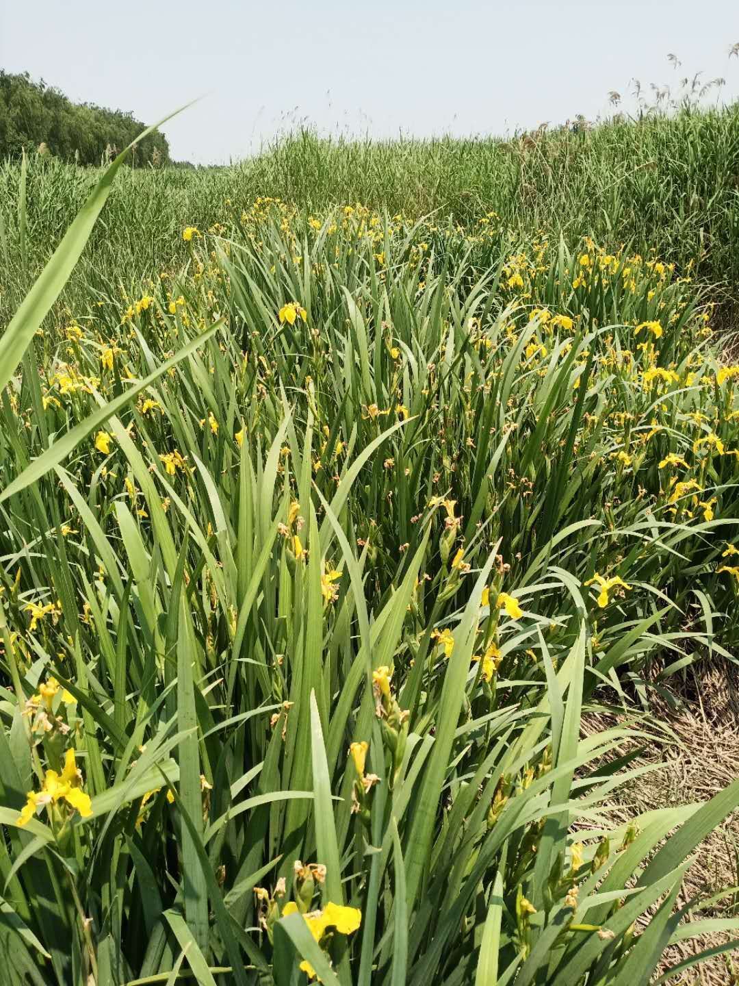 黄菖蒲 