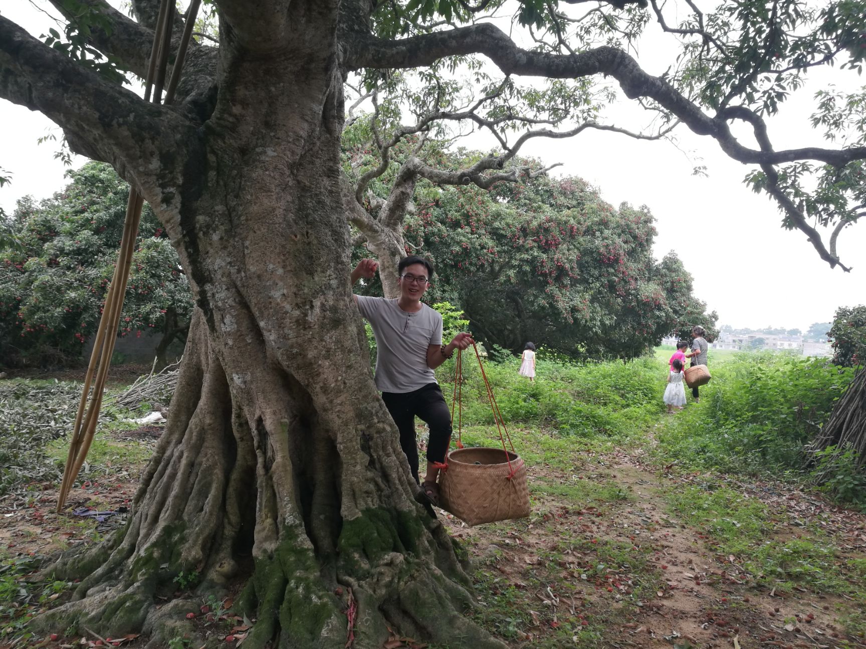 荔枝妃子笑广西灵山百年老树酸甜多汁新鲜发车