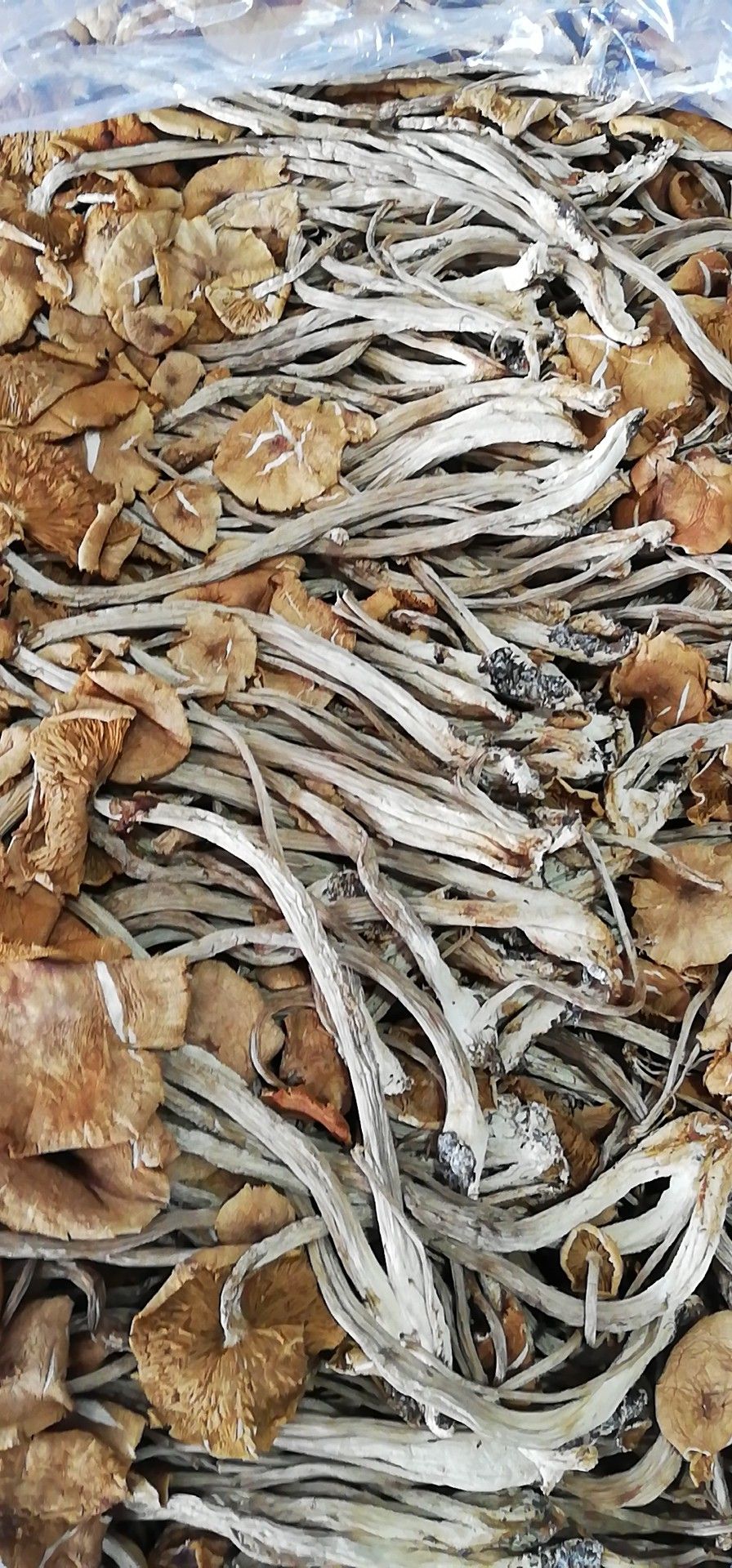 古田茶树菇16cm以上已开伞干茶树菇