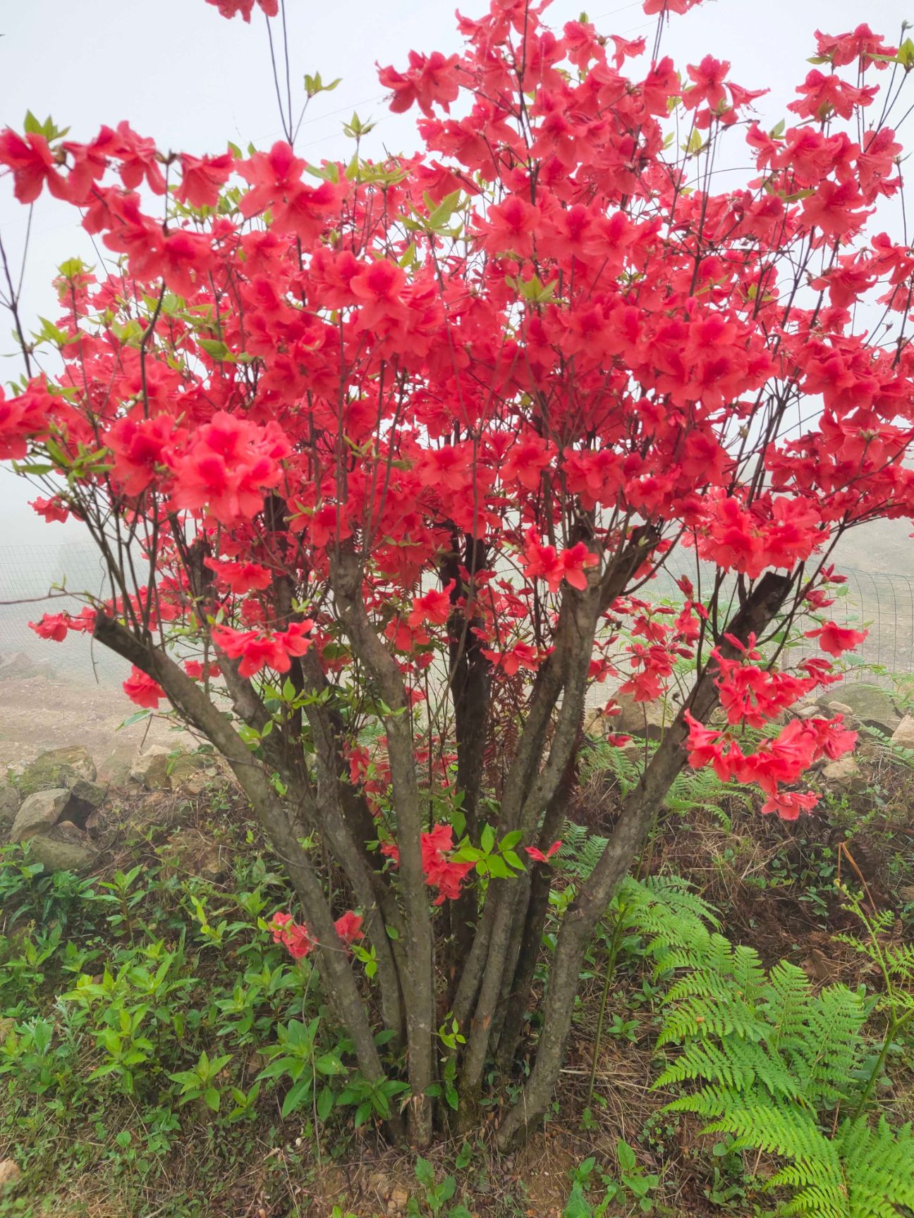 百年国旗红映山红老桩