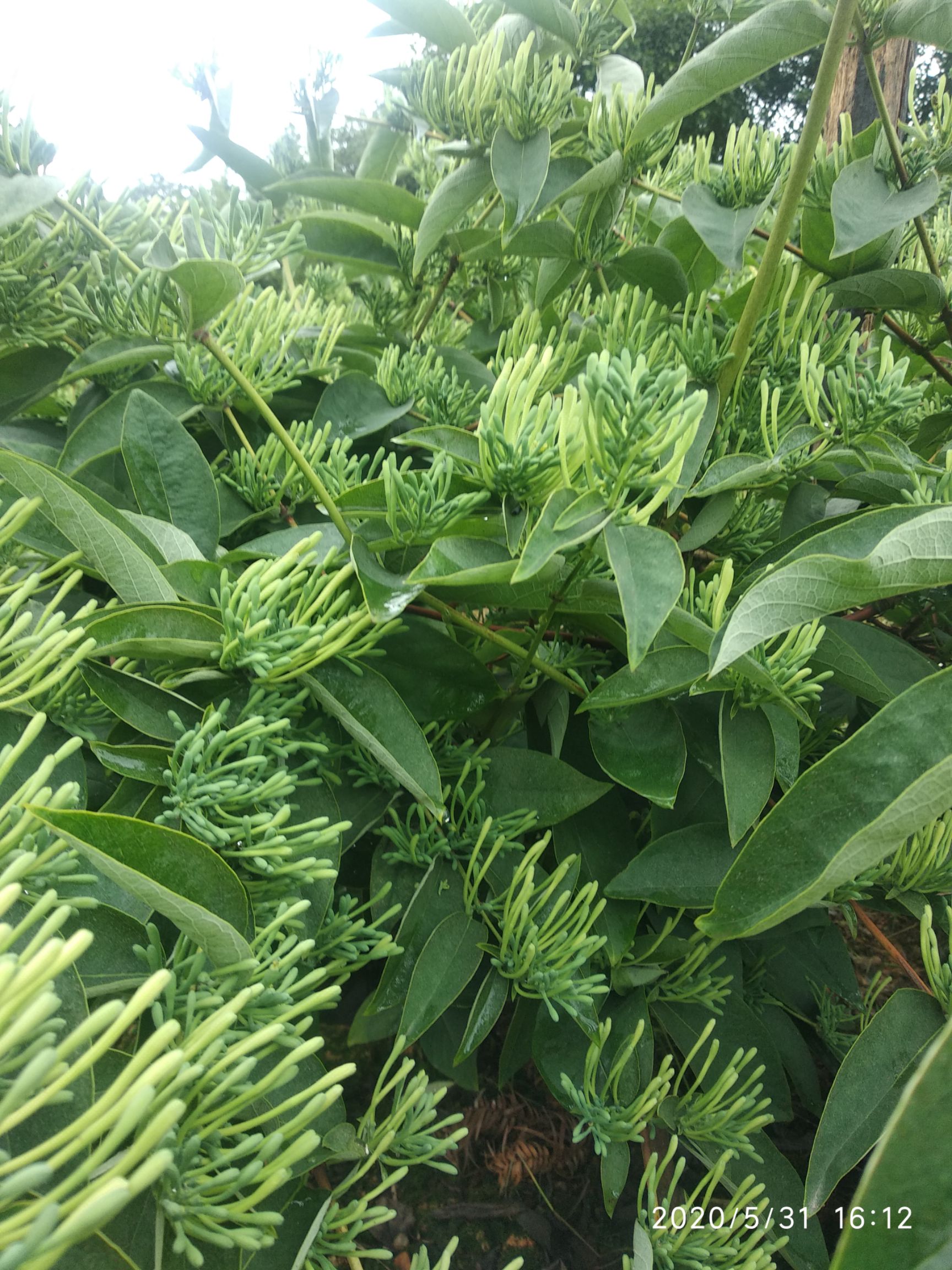 正宗高山湘蕾金银花