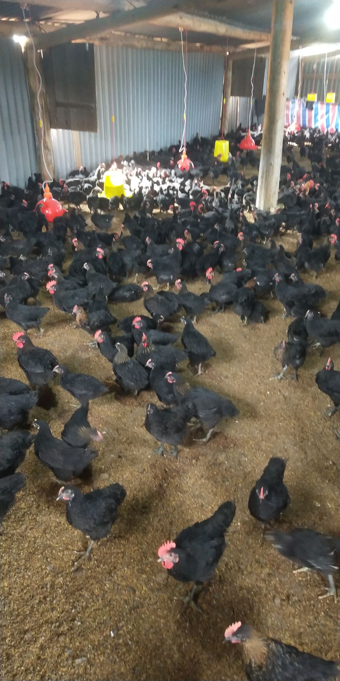 [肉鸡批发] 广西黑土鸡价格9元/斤 - 惠农网