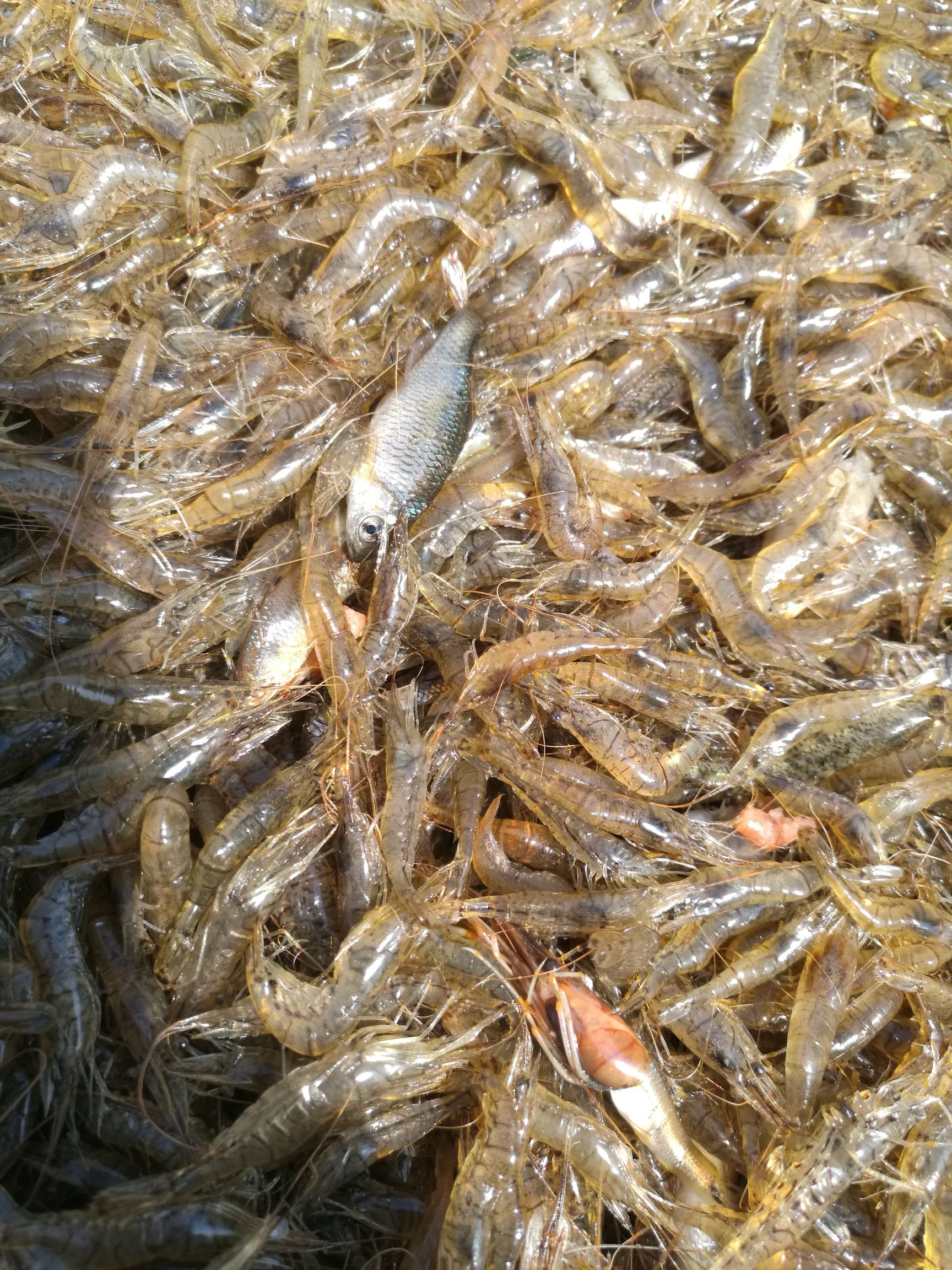 淡水虾干 河虾干淡盐晒干
