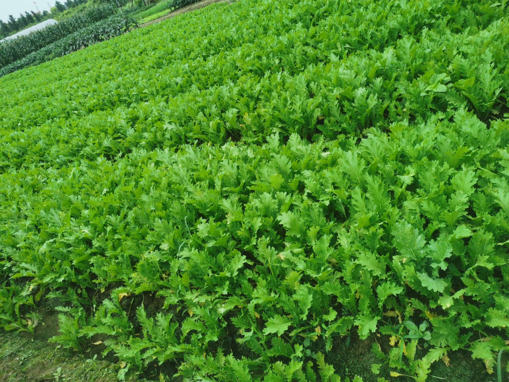 [雪里红芥菜批发] 新鲜雪里蕻芥菜,高20公分,最嫩最鲜时期价格2.