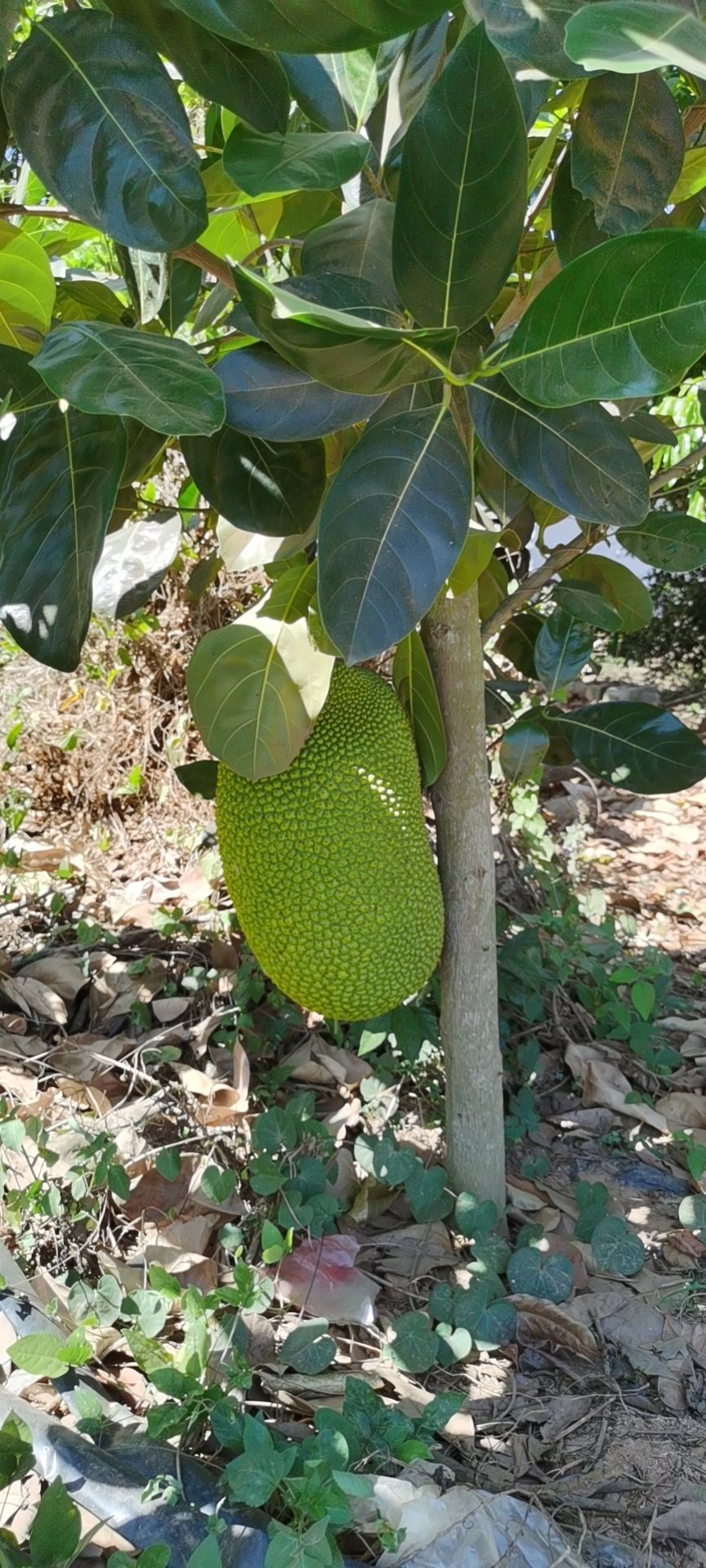 四季菠萝蜜苗 供应,泰八菠萝蜜苗