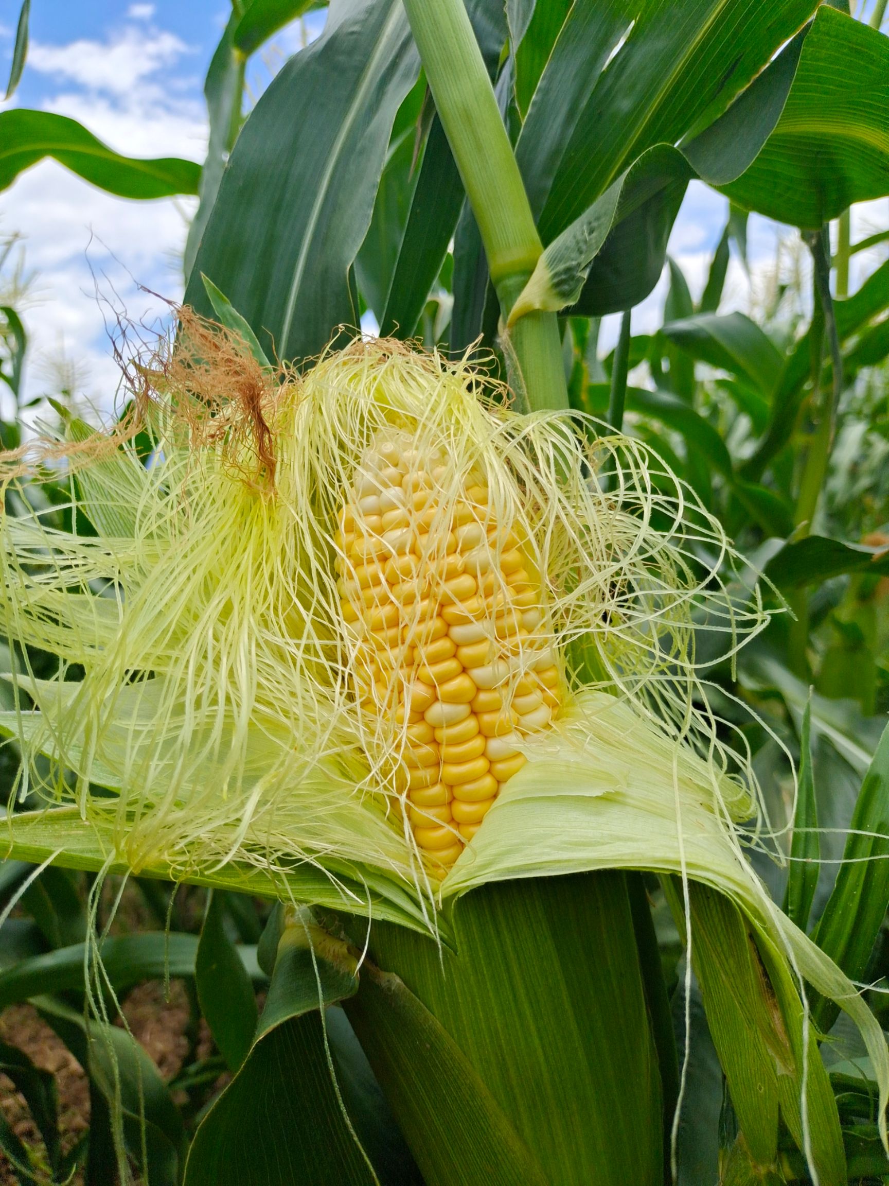 花超甜玉米 云南花超玉米