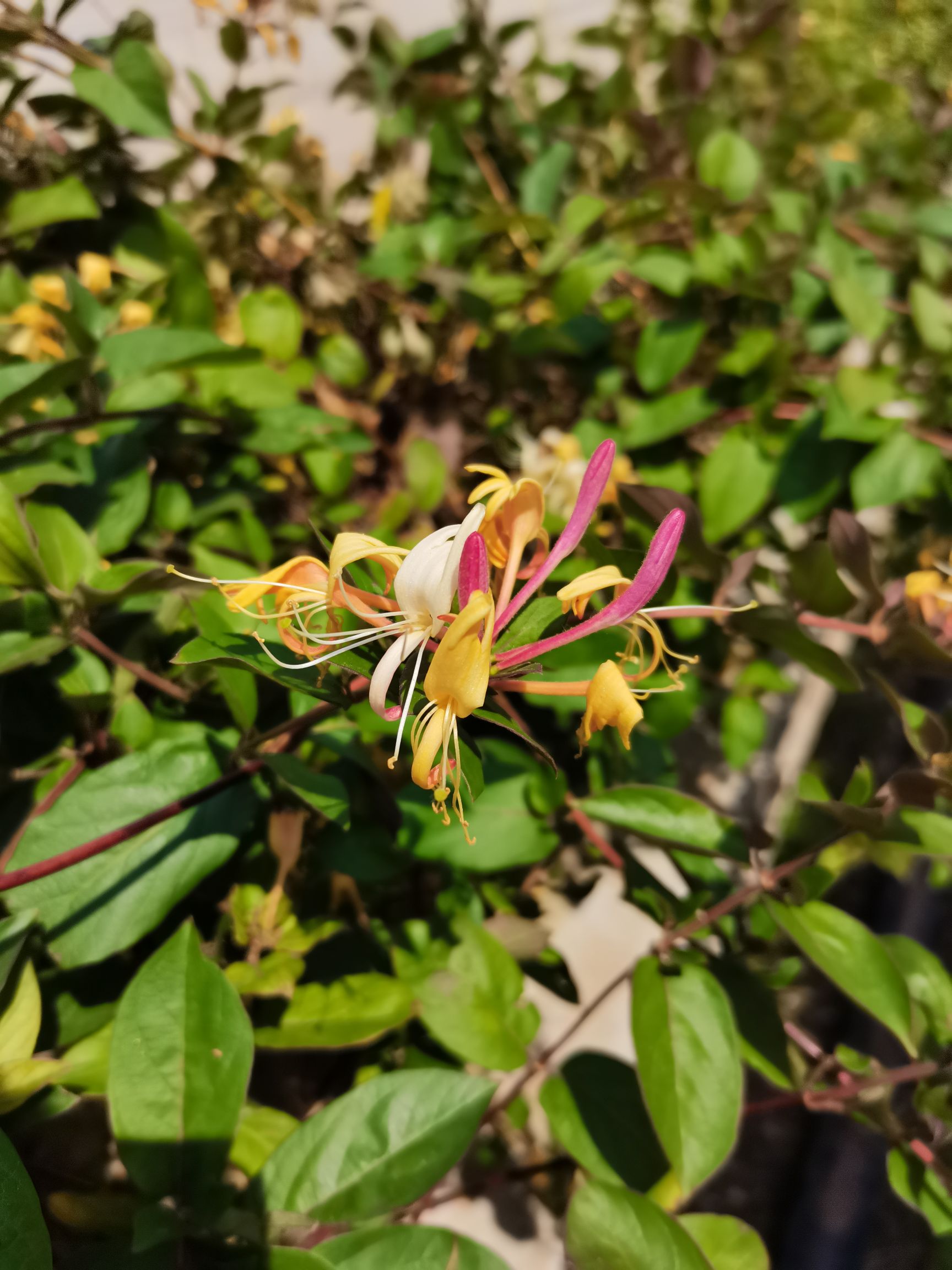 红金银花苗 四季红金银花