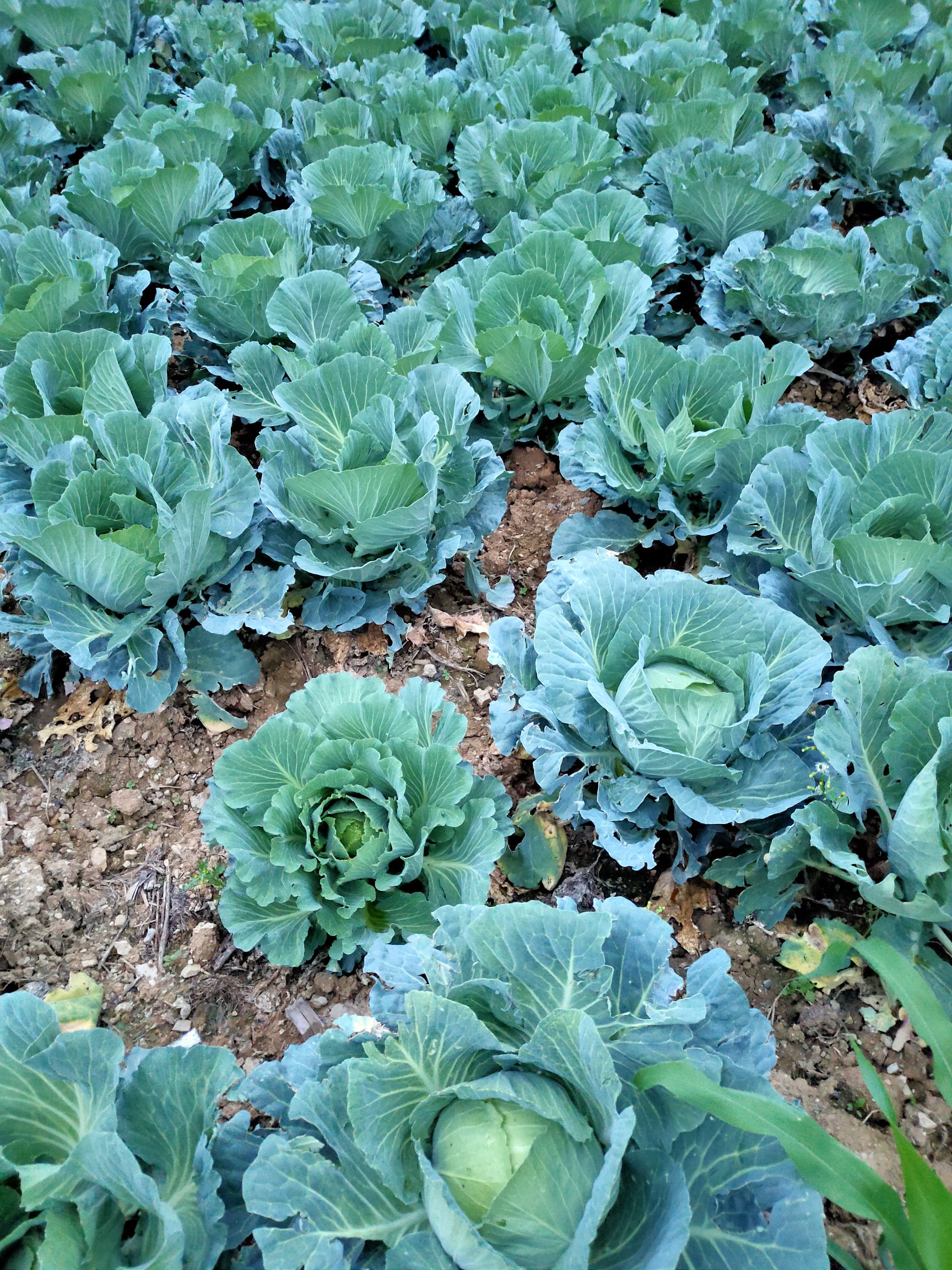 莲花白包菜 连花白(包心菜)也上市