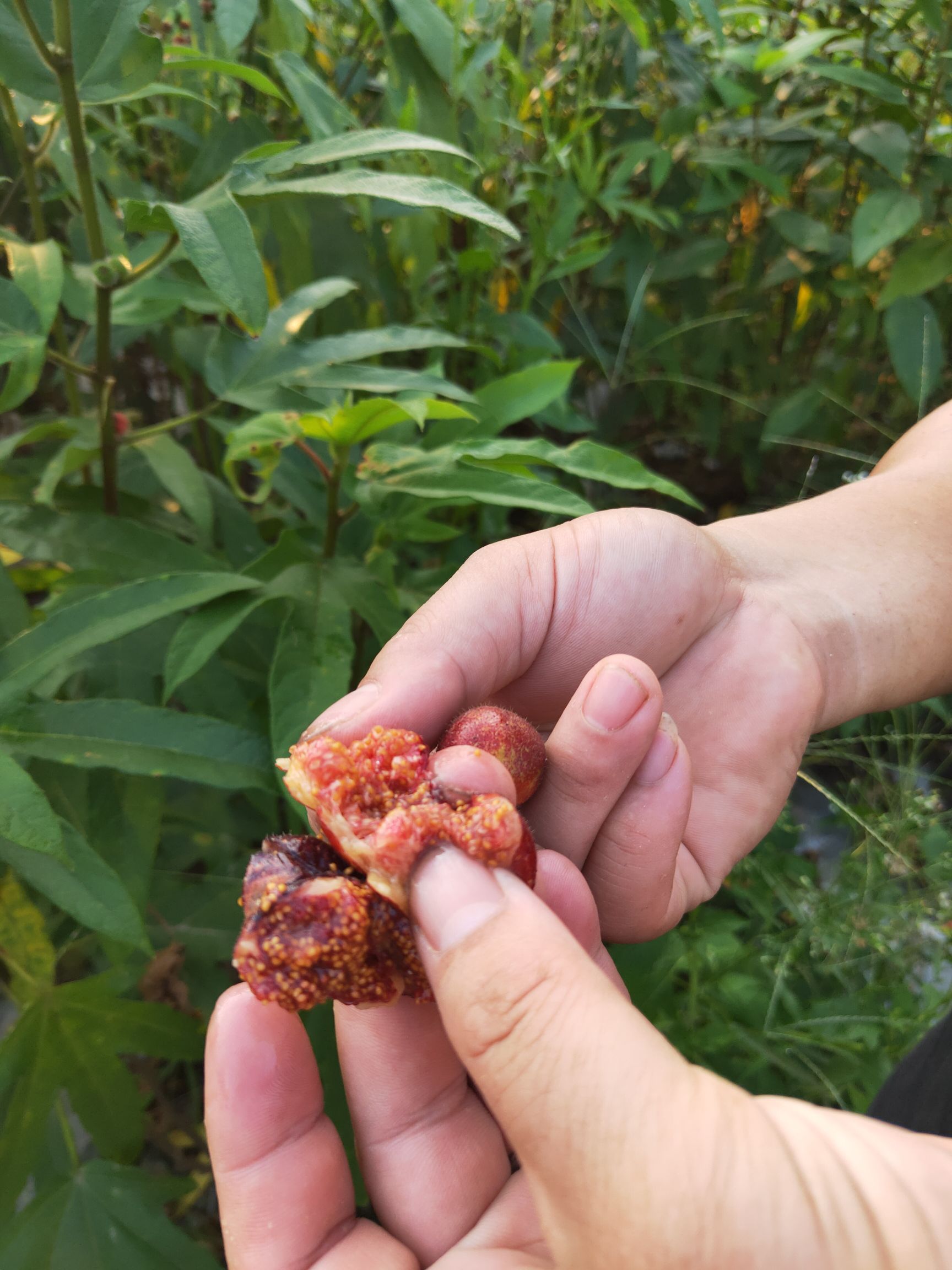 五指毛桃苗种子,自己基地采收的五指毛桃母树的种子