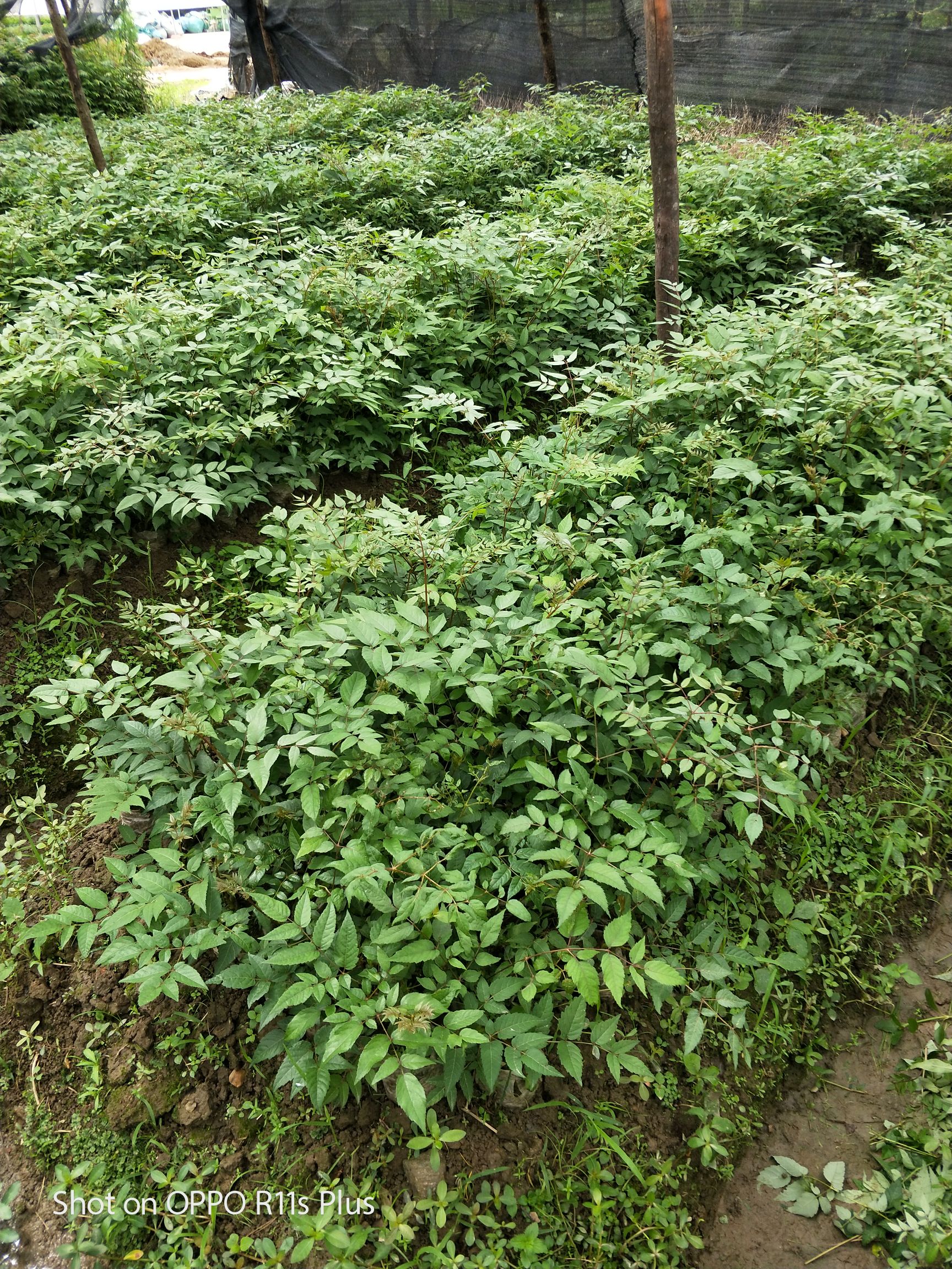 刺老芽 树头菜,又名刺老包,味道鲜美可口,清凉泄火.药食两用