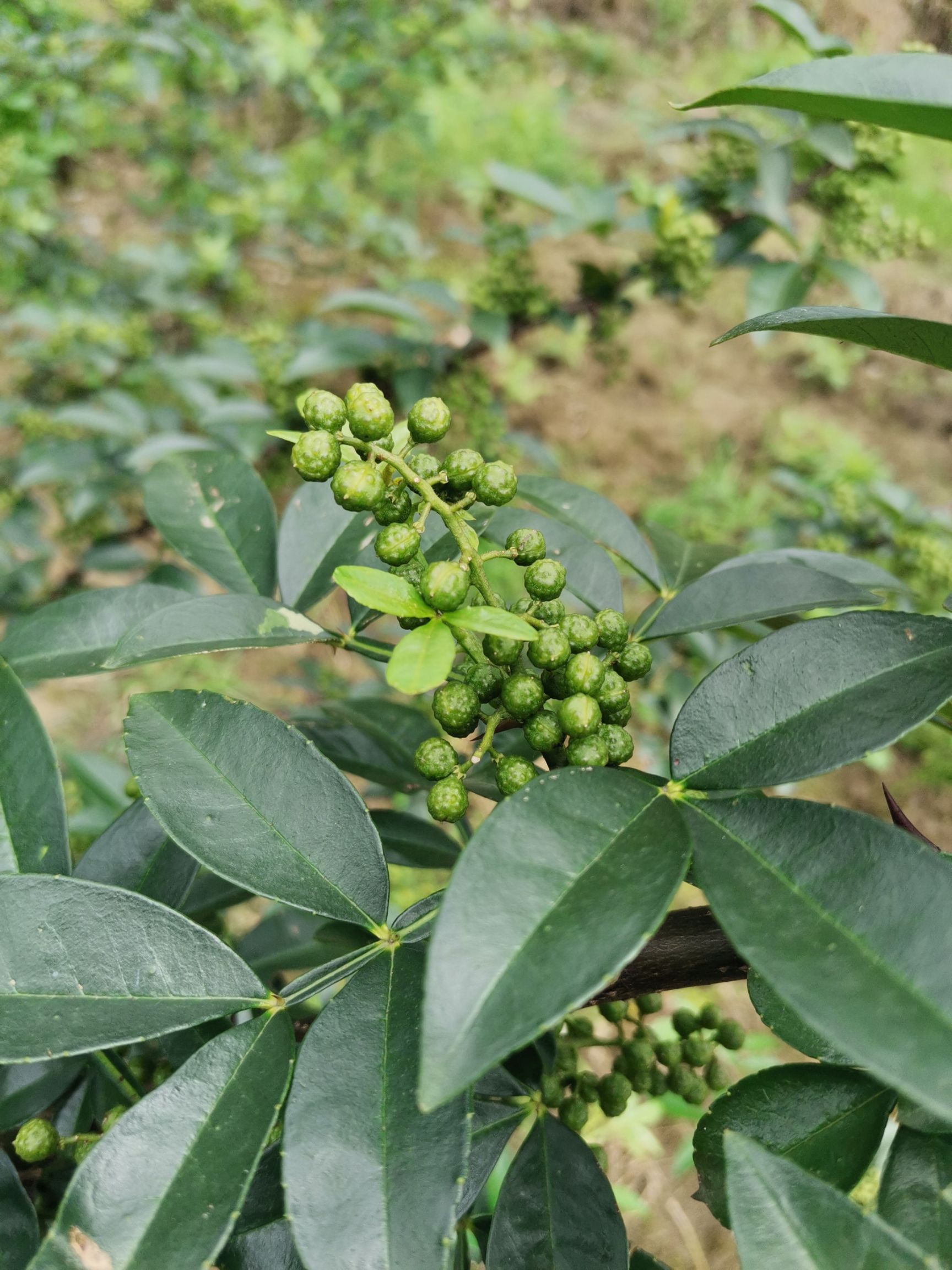 九叶青干花椒有机花椒