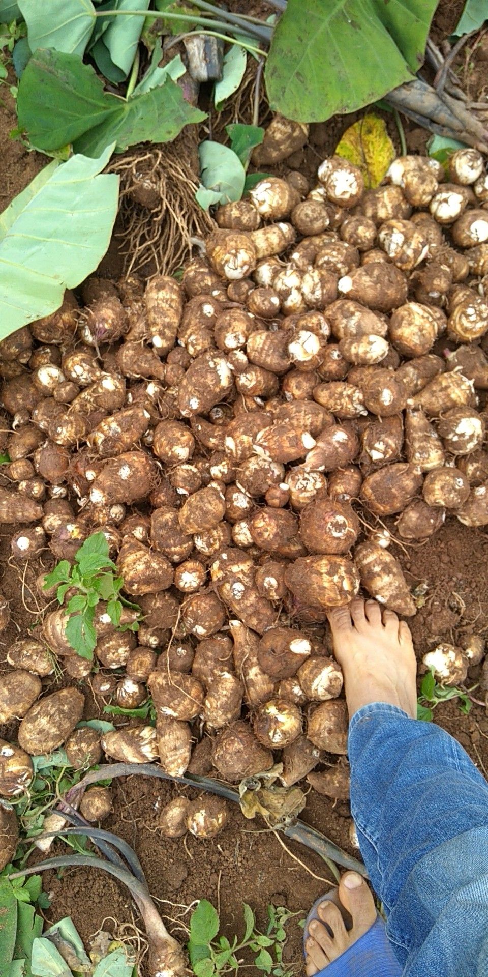 芋头 高山红土白芽芋,品质优良,色泽亮,口感香糯,欢迎商家朋友选购