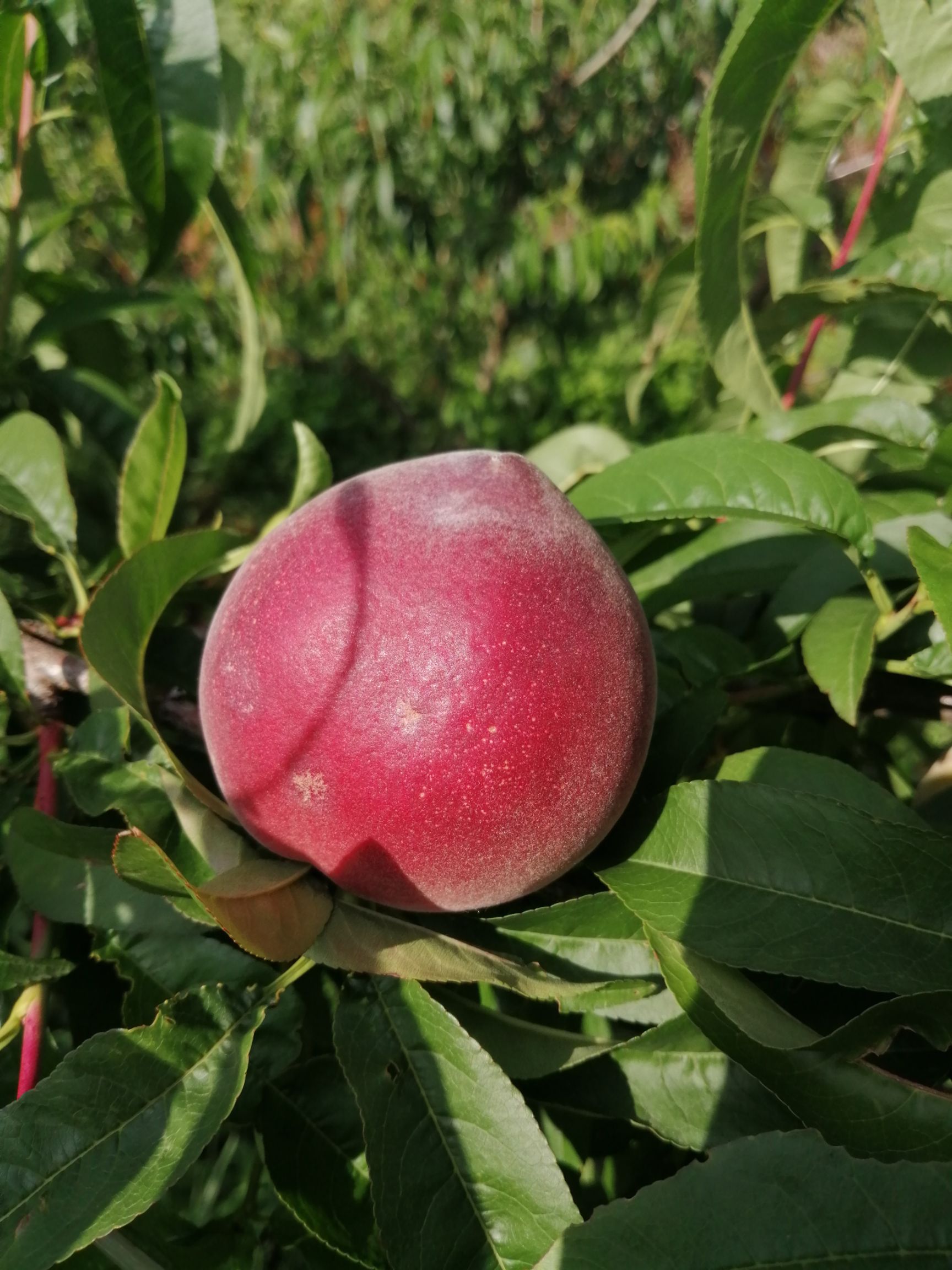 红不软桃 红桃