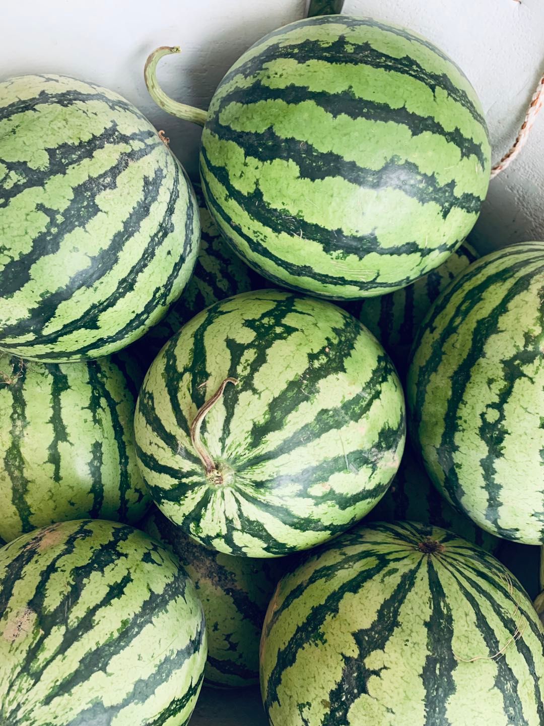 夏宝西瓜