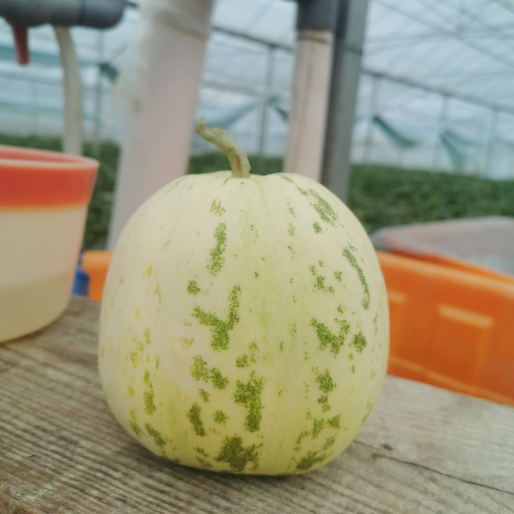 [白蜜罐瓜批发] 甜瓜,金钱甜瓜,白瓜白甜瓜,花蕾瓜0.