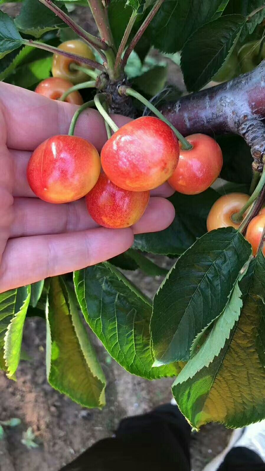 大樱桃 红灯[吃瓜]明珠[吃瓜]砂蜜豆口感各不相同