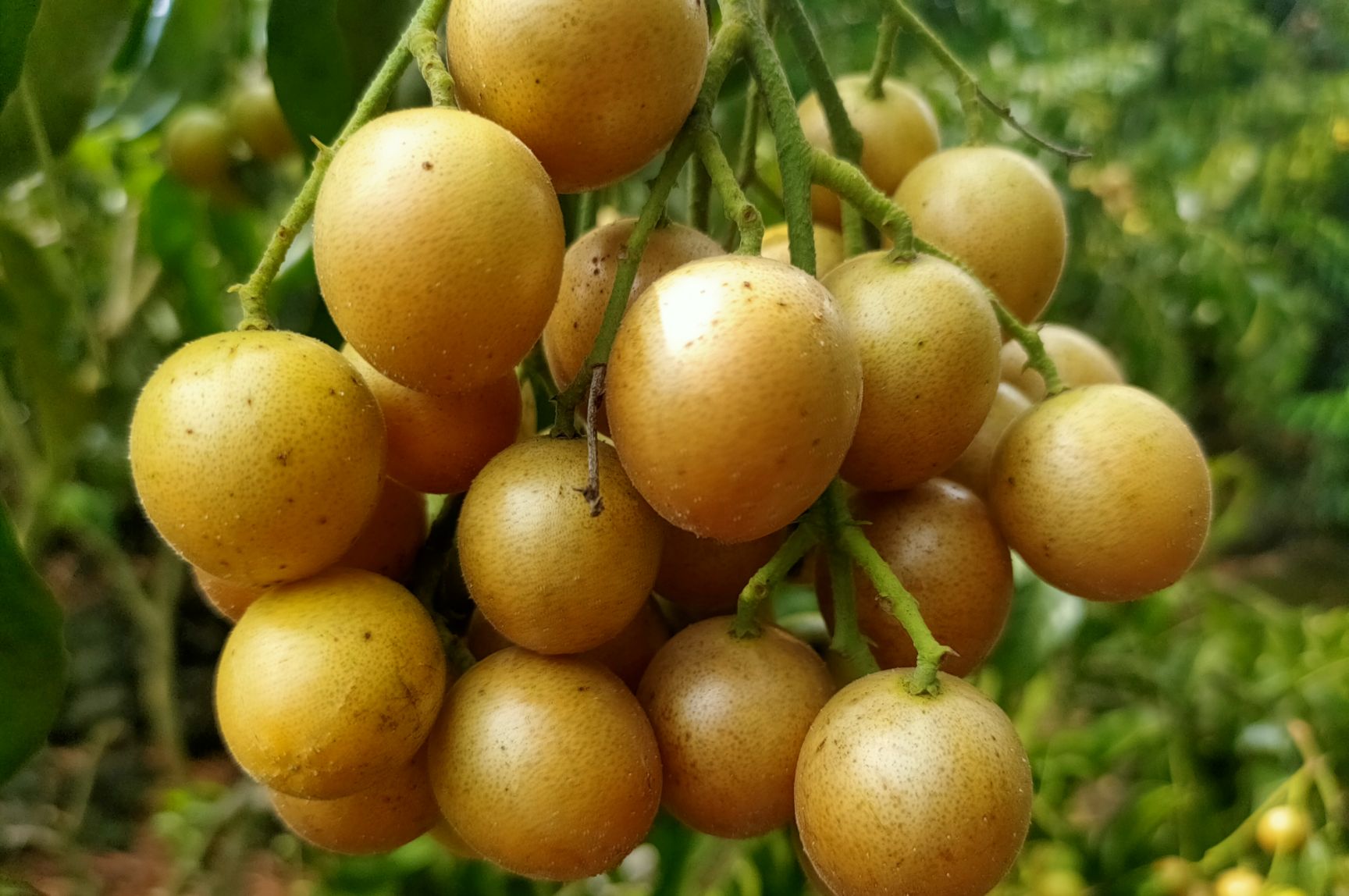 品种名:大鸡心黄皮 品种名:大鸡心黄皮 果型:扁圆型 果味:甜