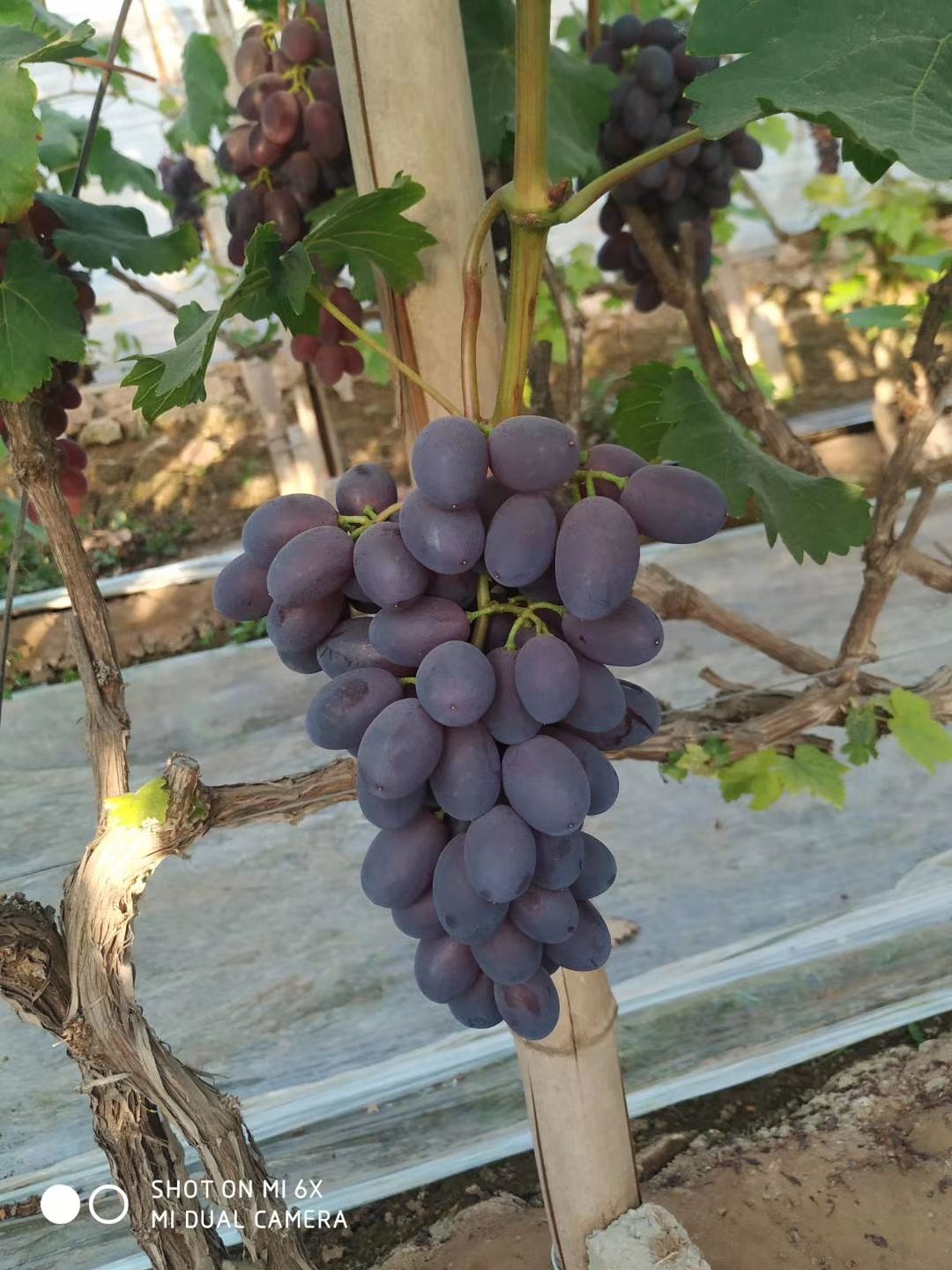 大量供应各种葡萄
