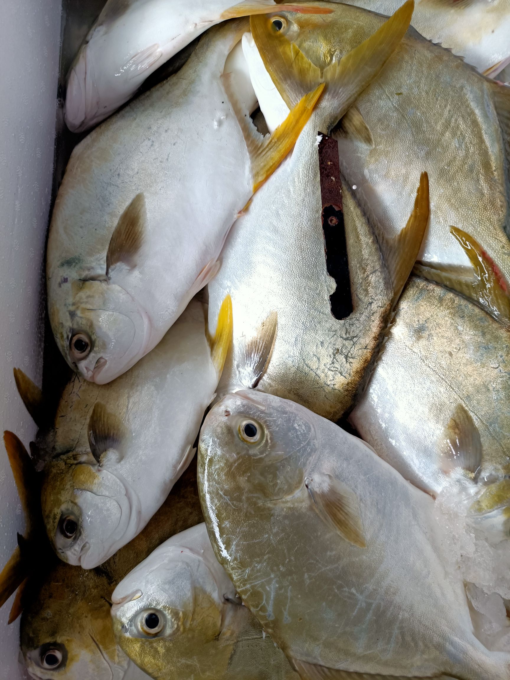 金鲳鱼 人工养殖 1-1.5公斤