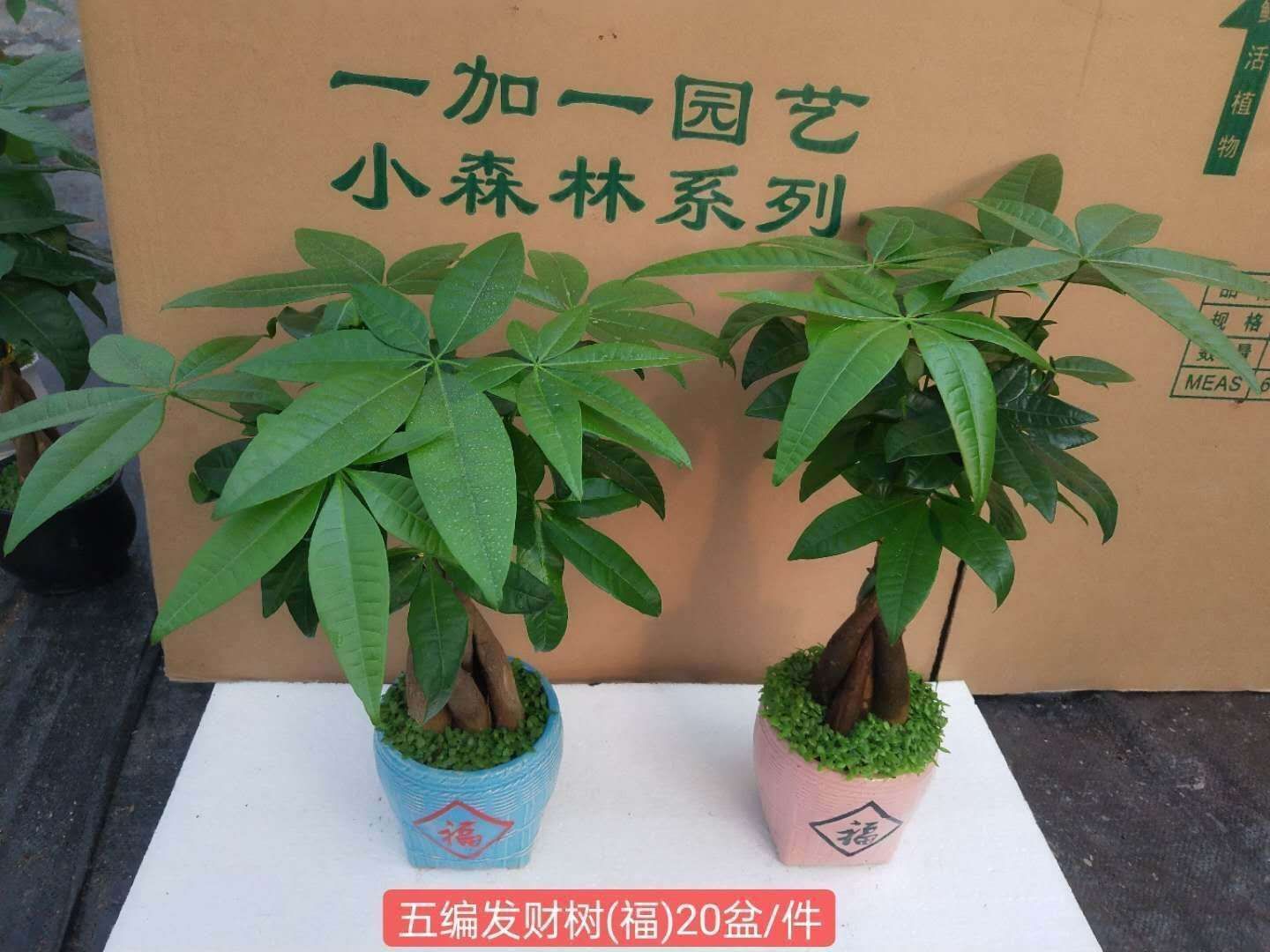 [辫子发财树批发]辫子发财树价格17元/棵 - 惠农网