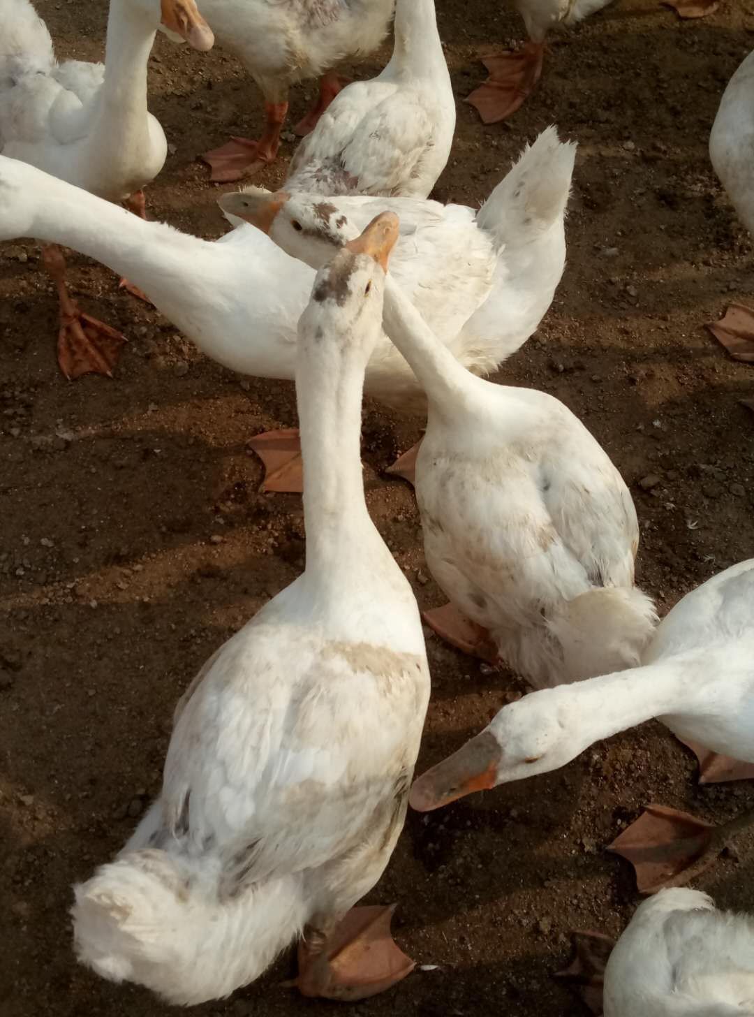 大三花鹅 林下养殖的大三花