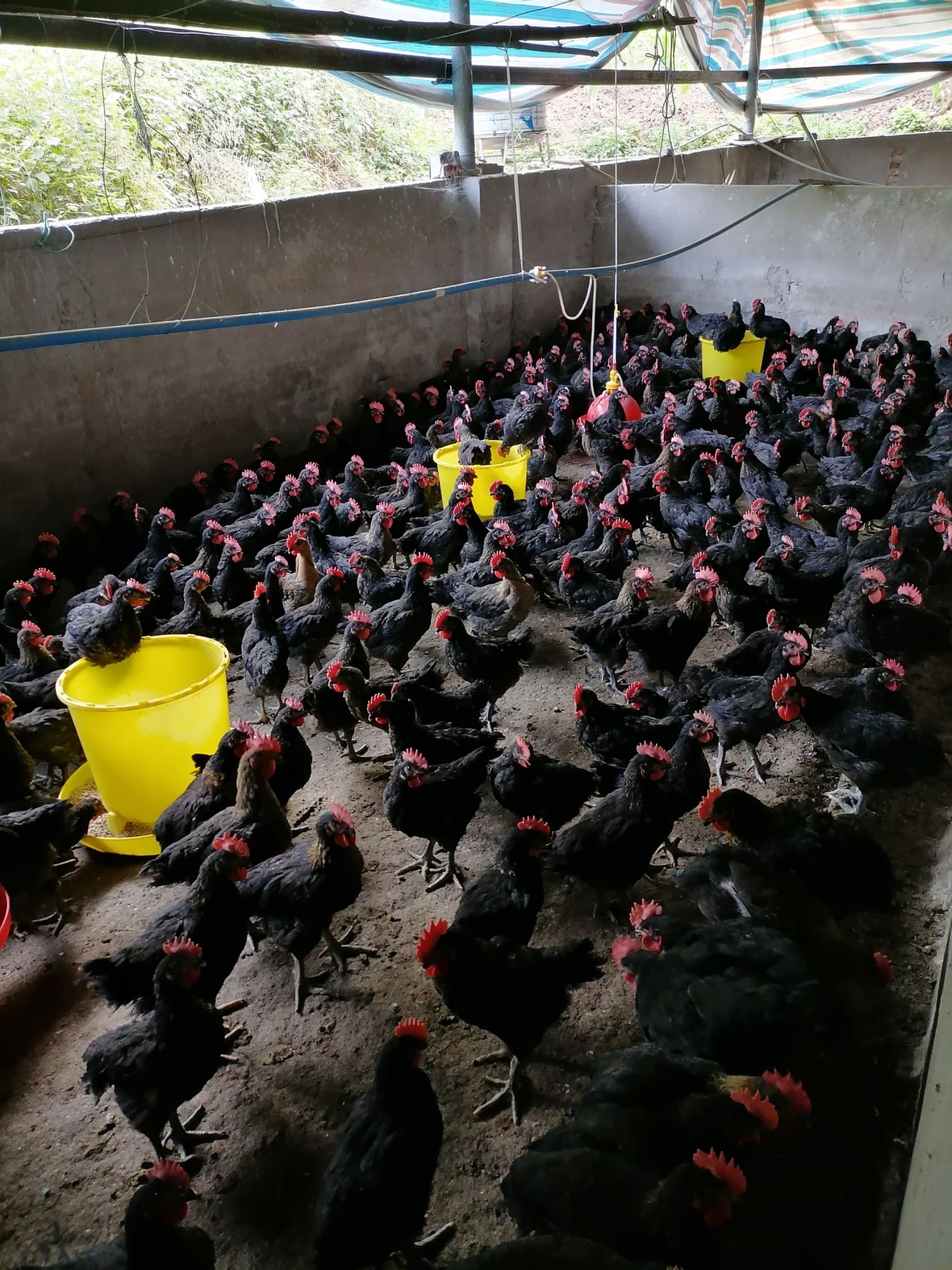 [肉鸡批发] 天路黑鸡价格6元/斤 - 惠农网