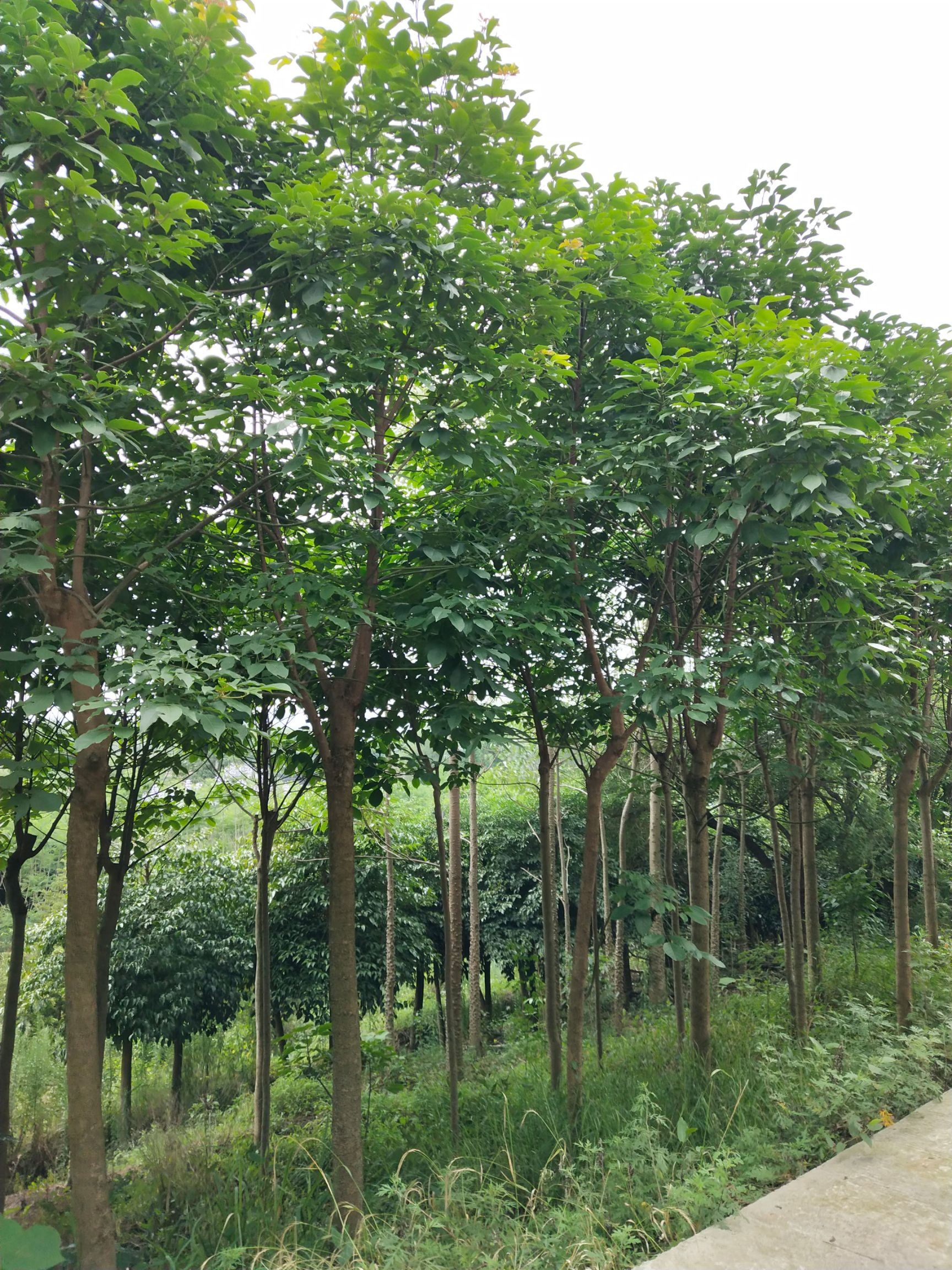 5至15公分重阳木大量供应