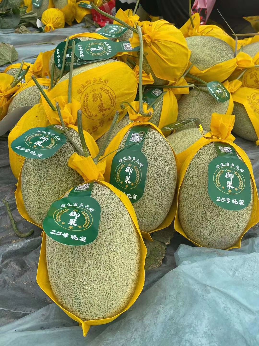 晓蜜25号海南哈密瓜一手货源一件代发大量供应新鲜现摘