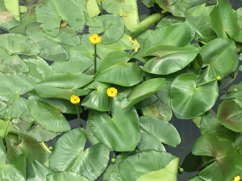 水浮萍 萍缝草 水生植物 中药材